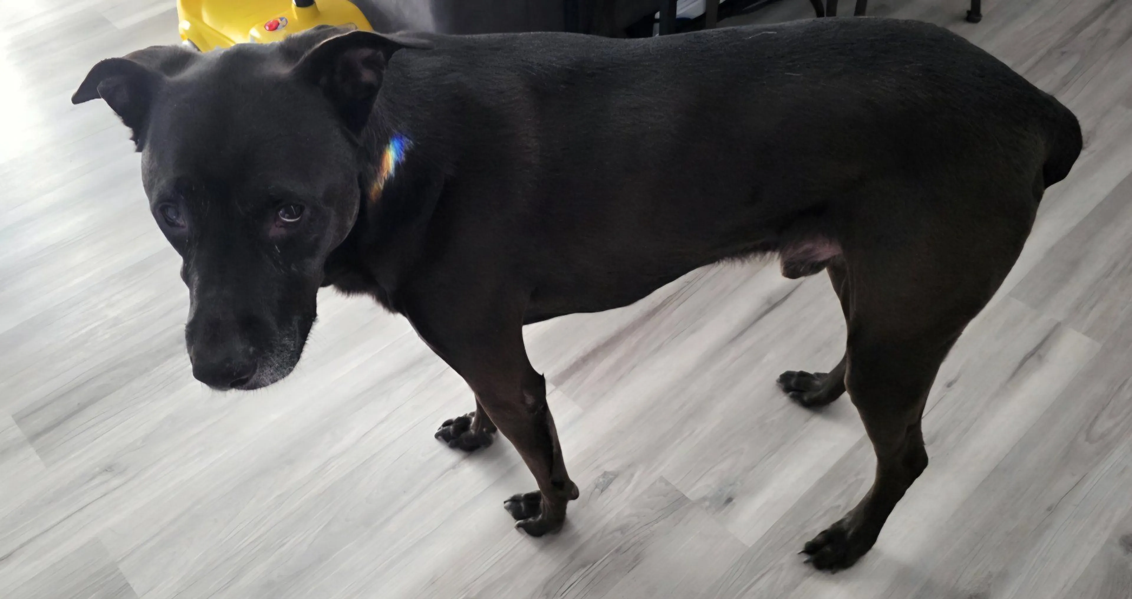 Lost pet