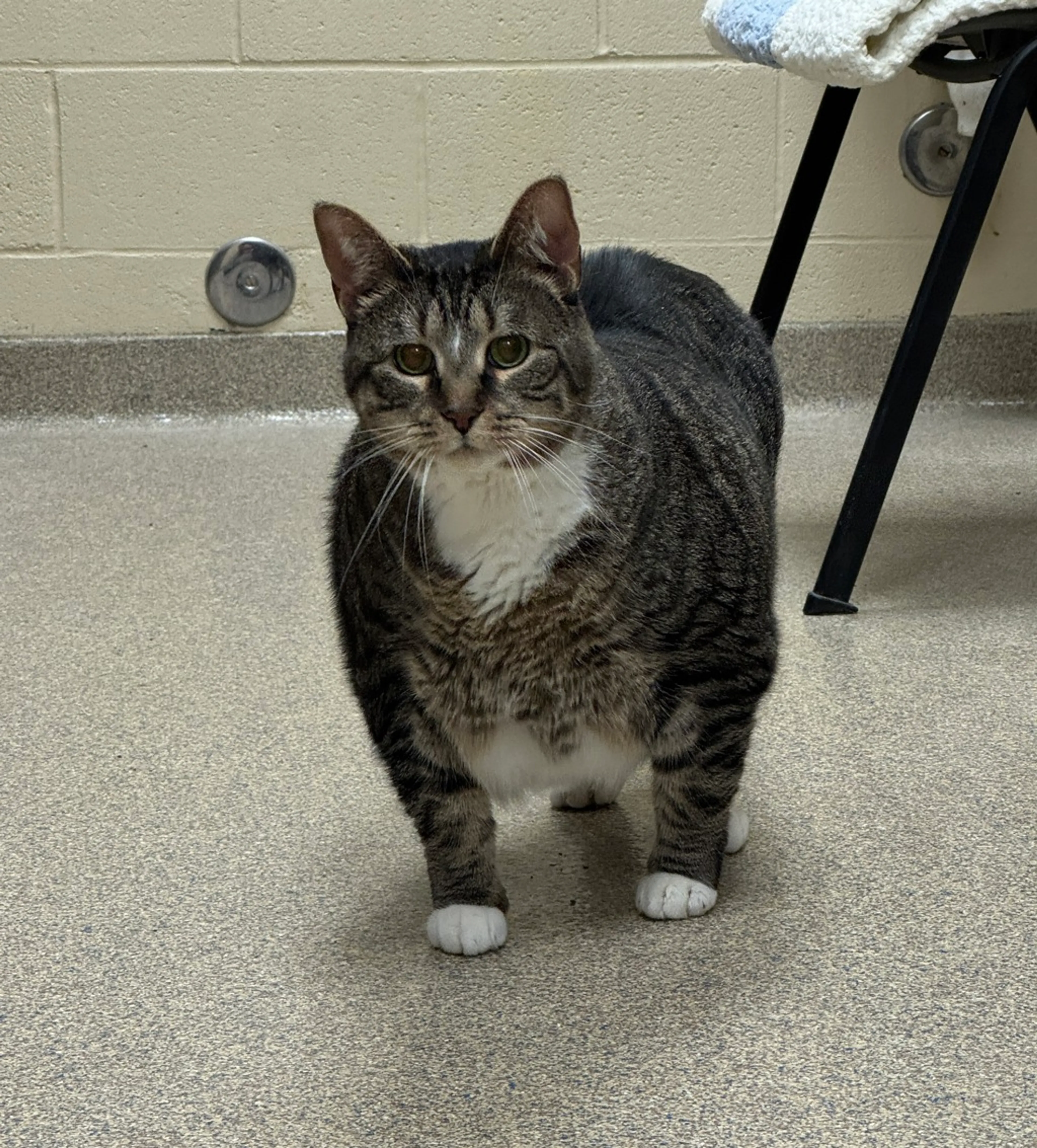 Found pet-0