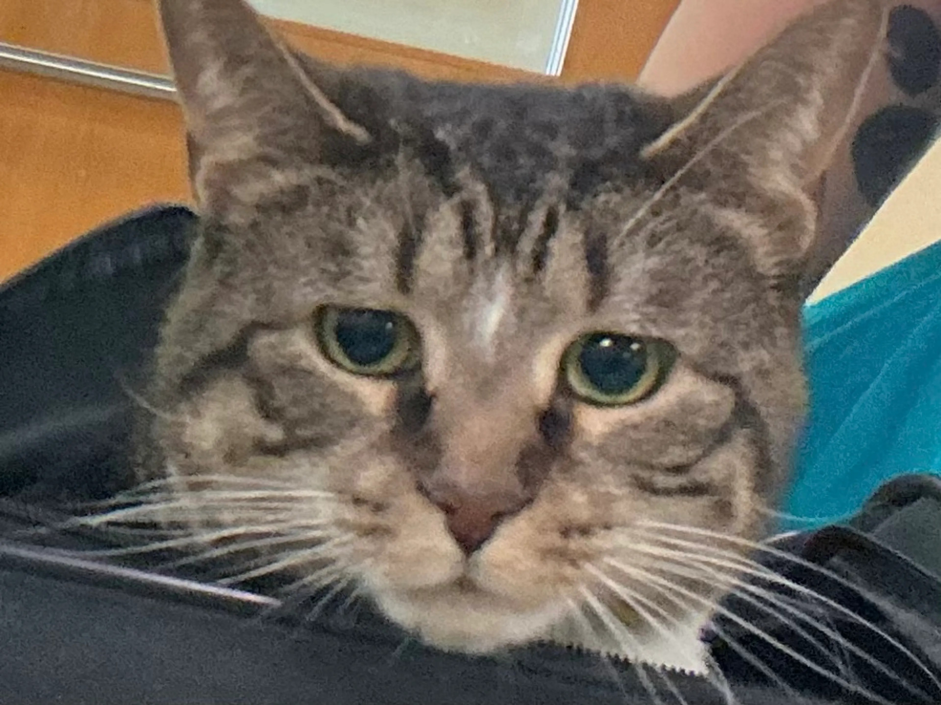 Found pet-1