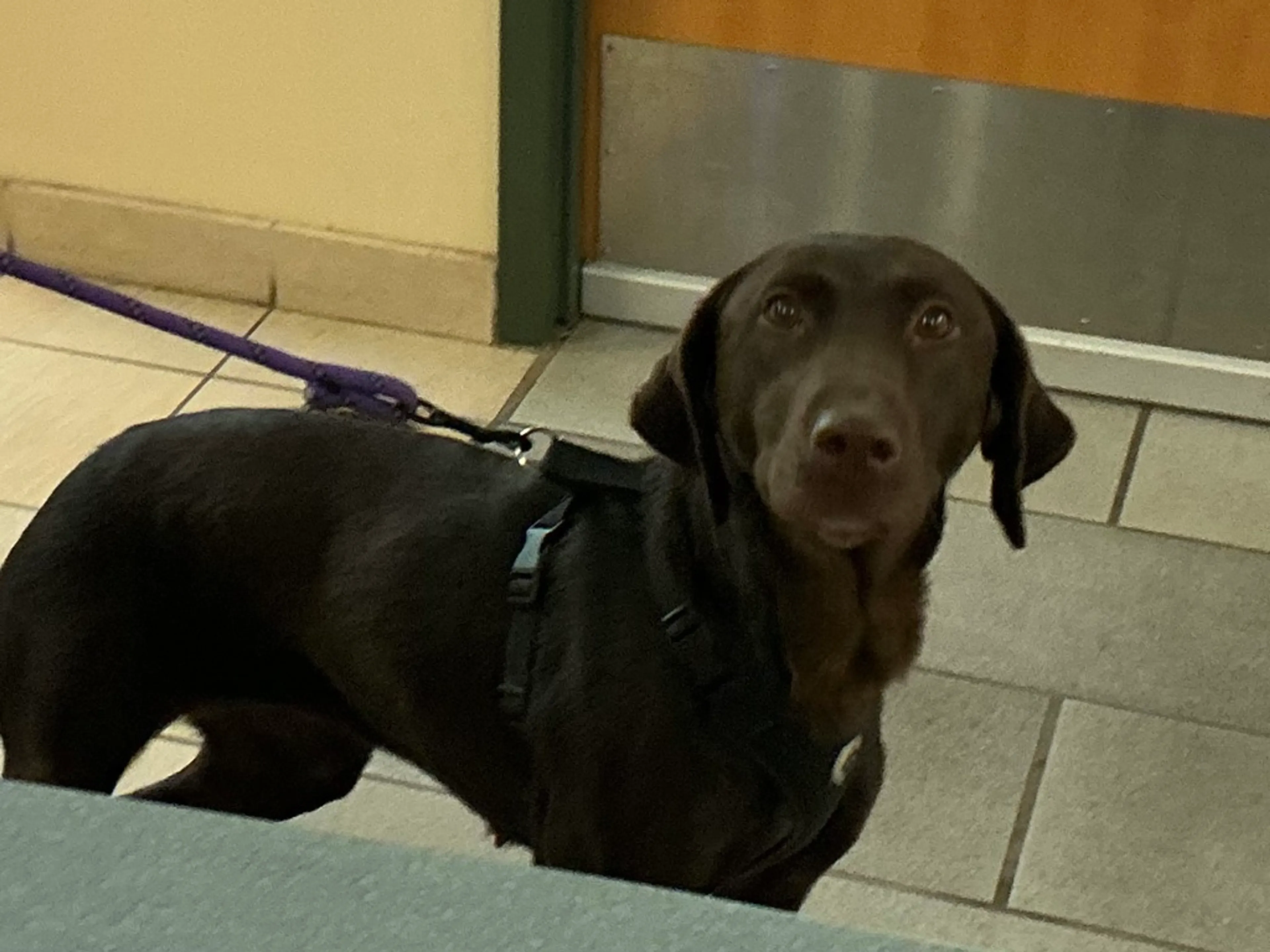 Found pet