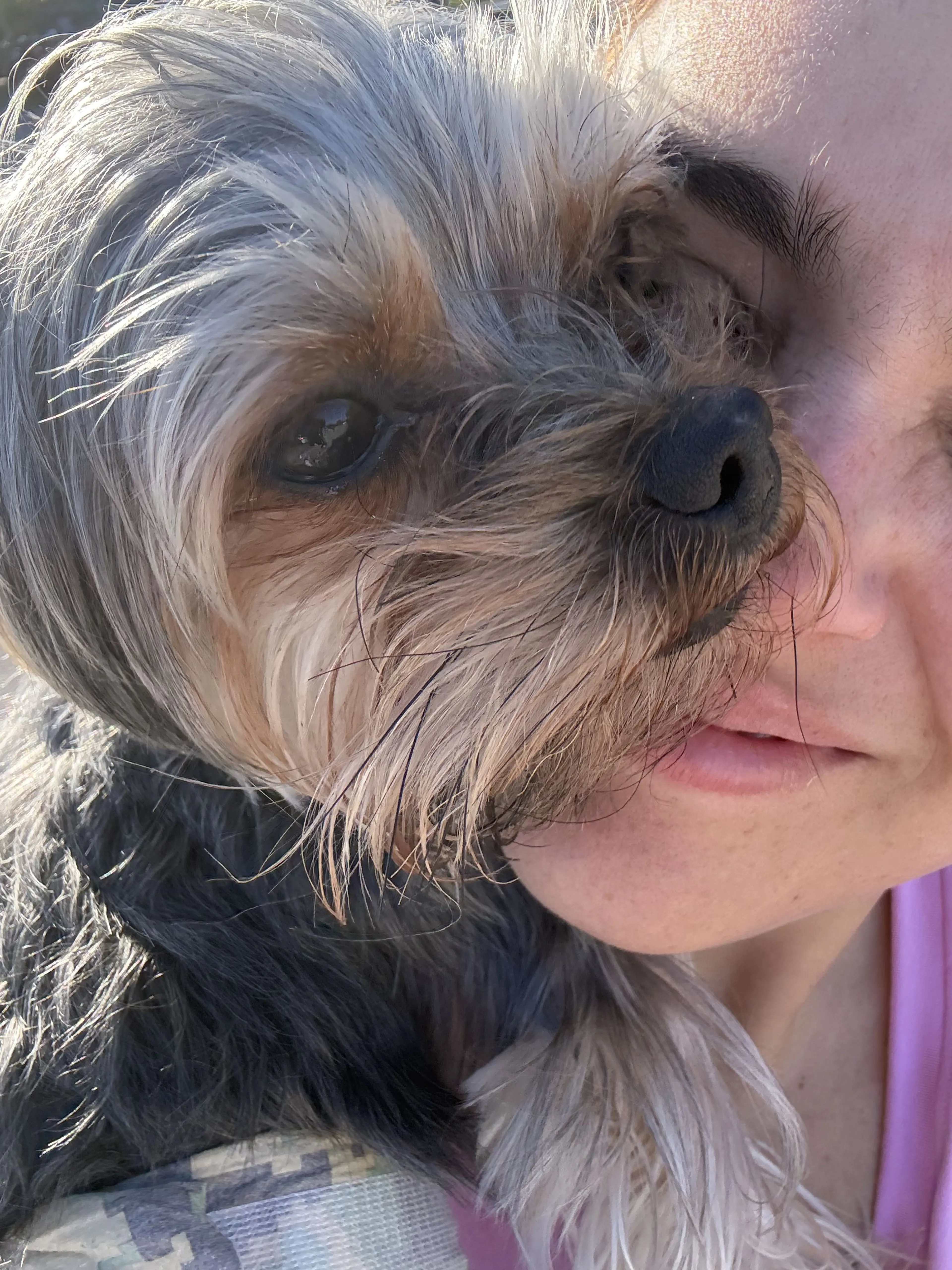 Lost pet