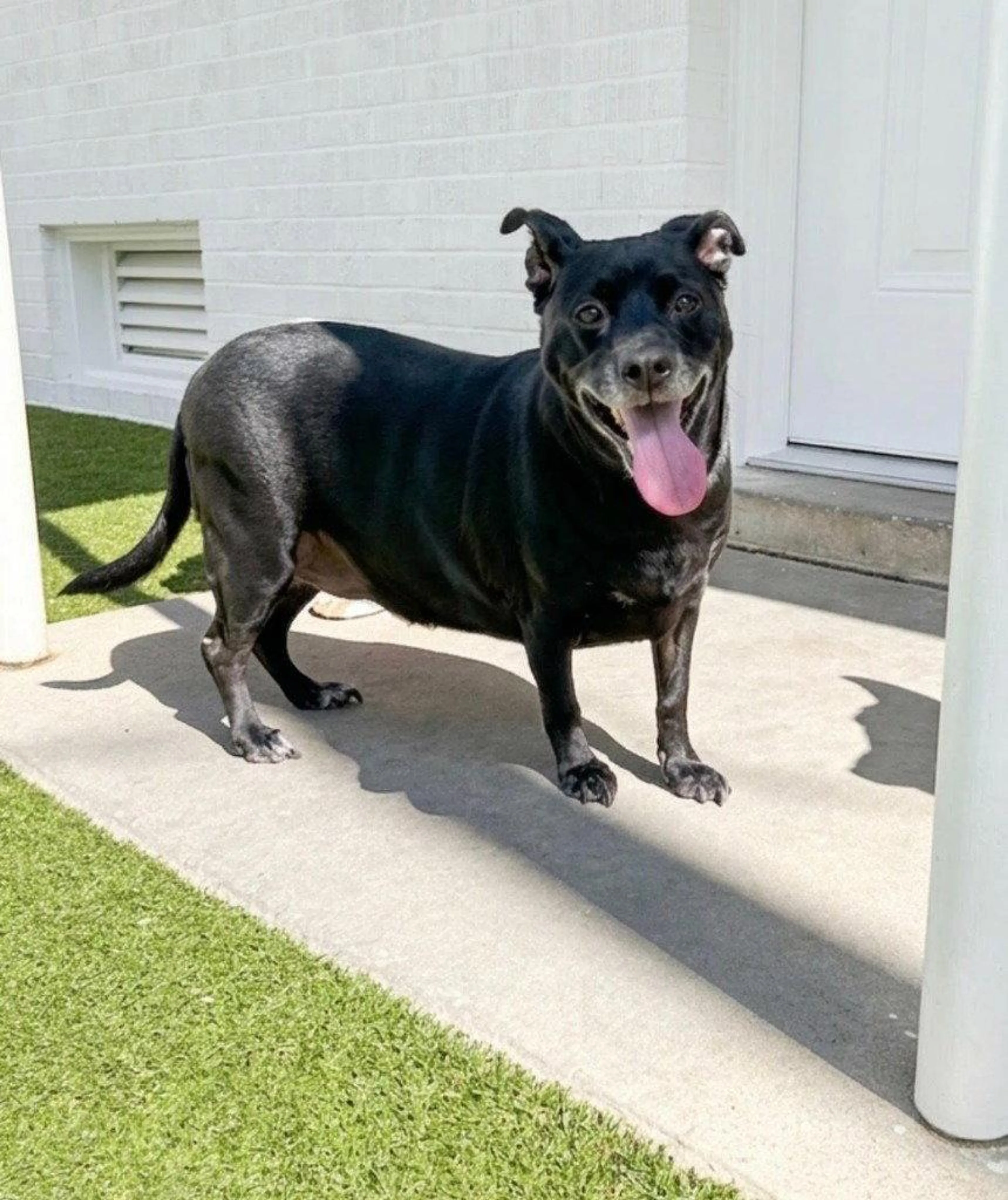 Found pet-2