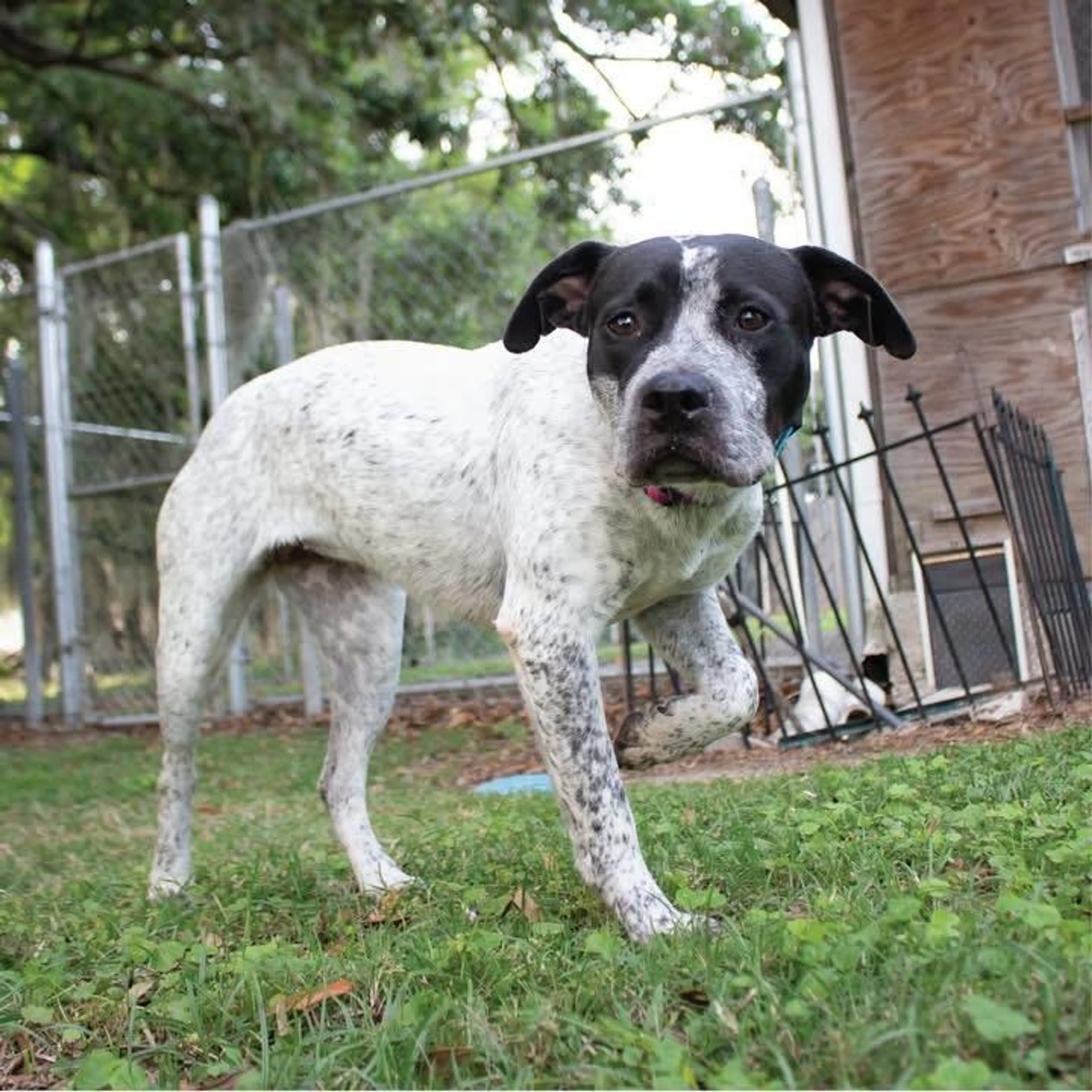 Found pet-1