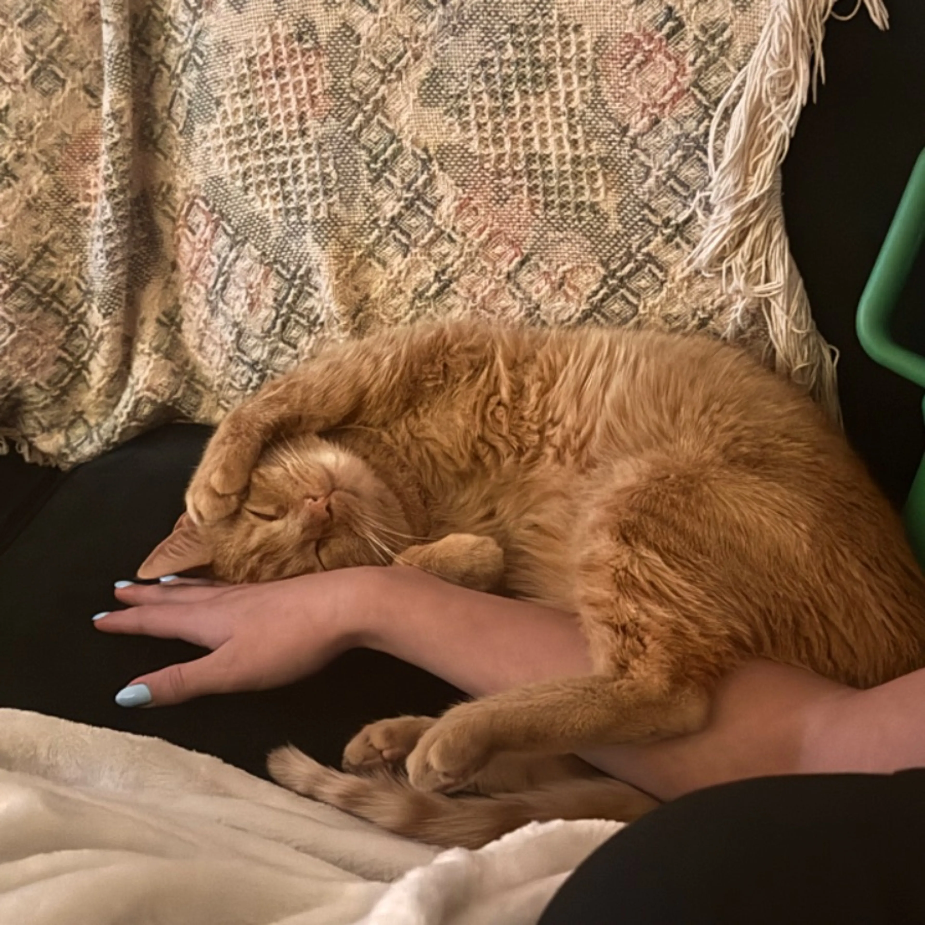 Lost pet-0