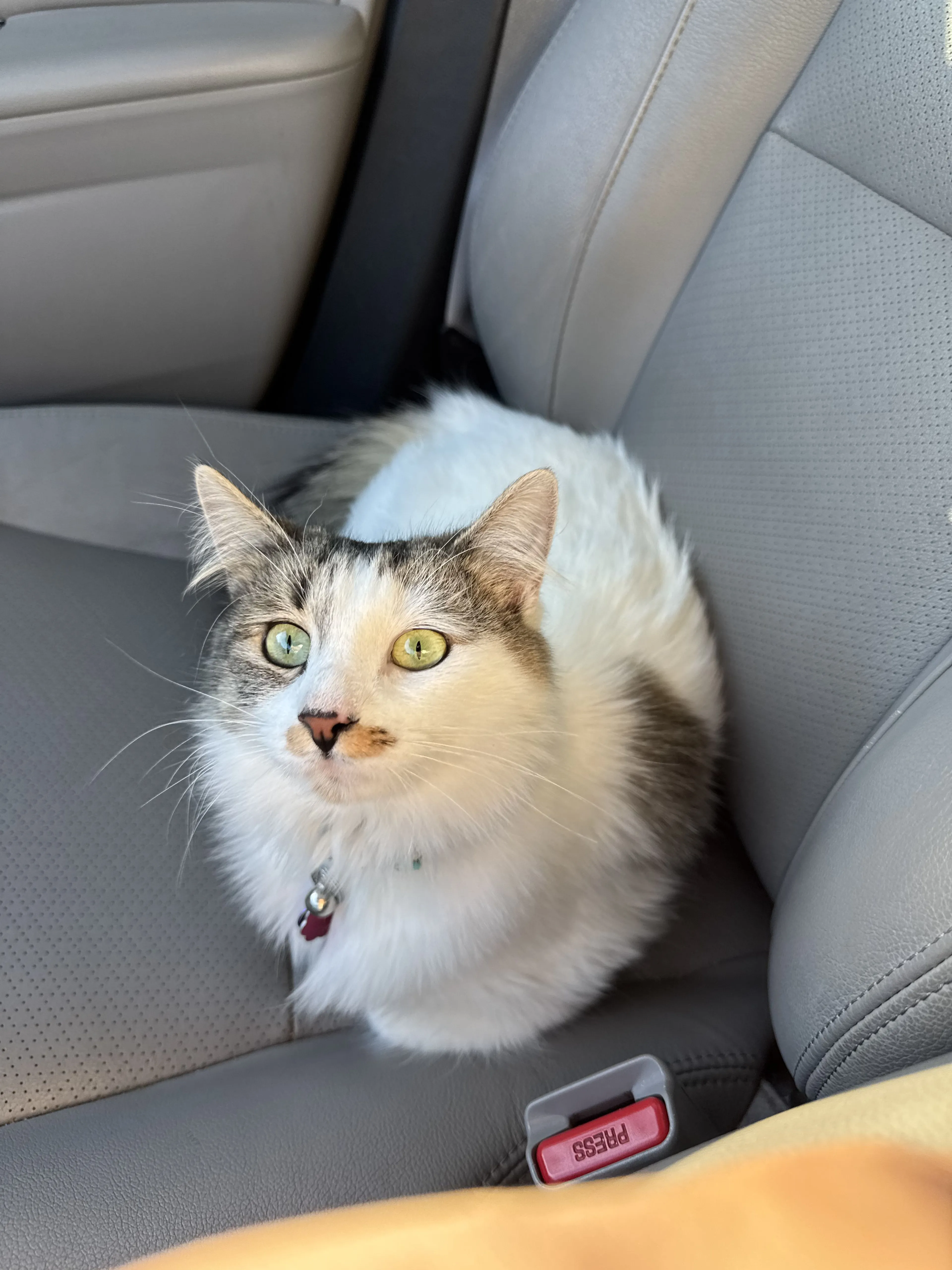Lost pet