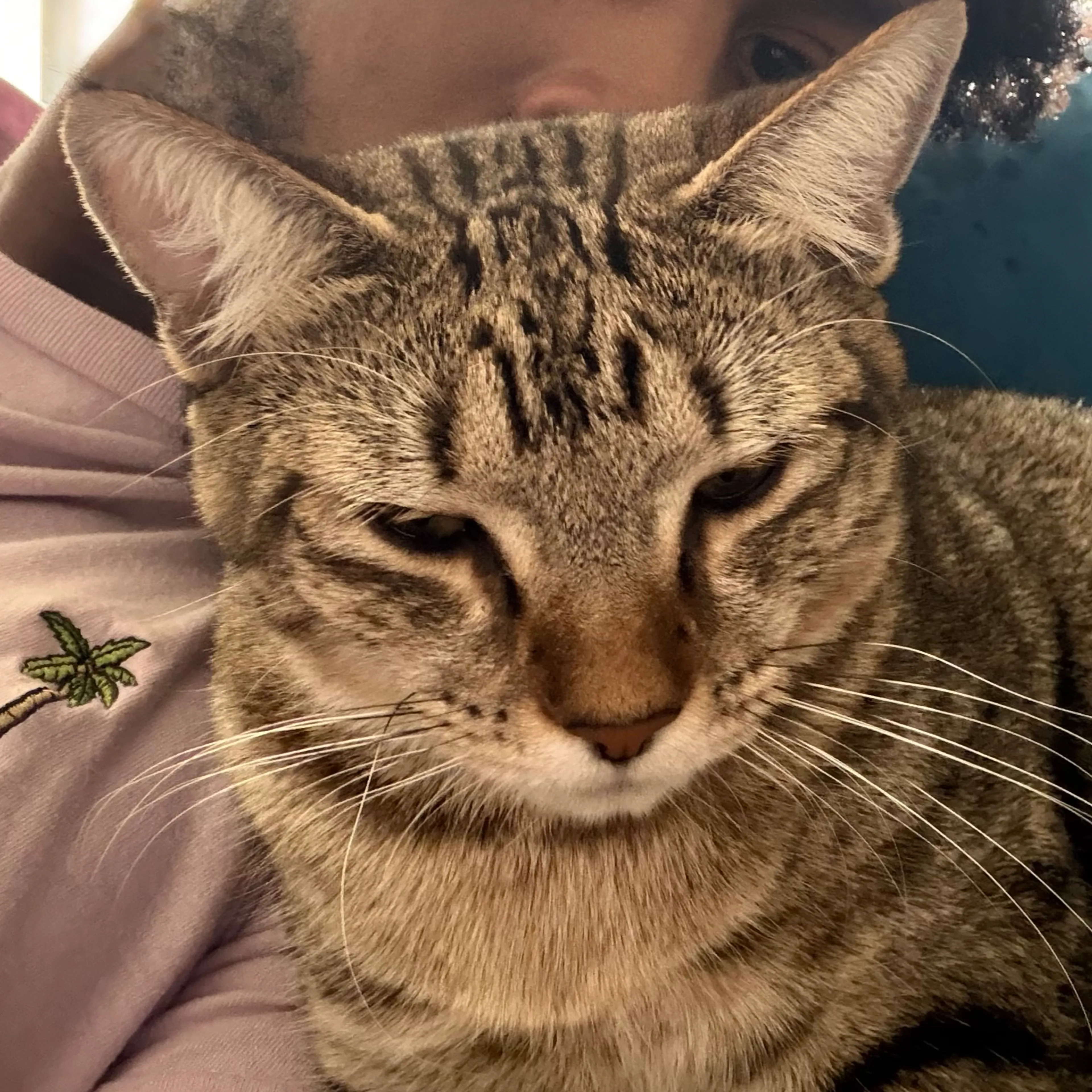 Lost pet-3