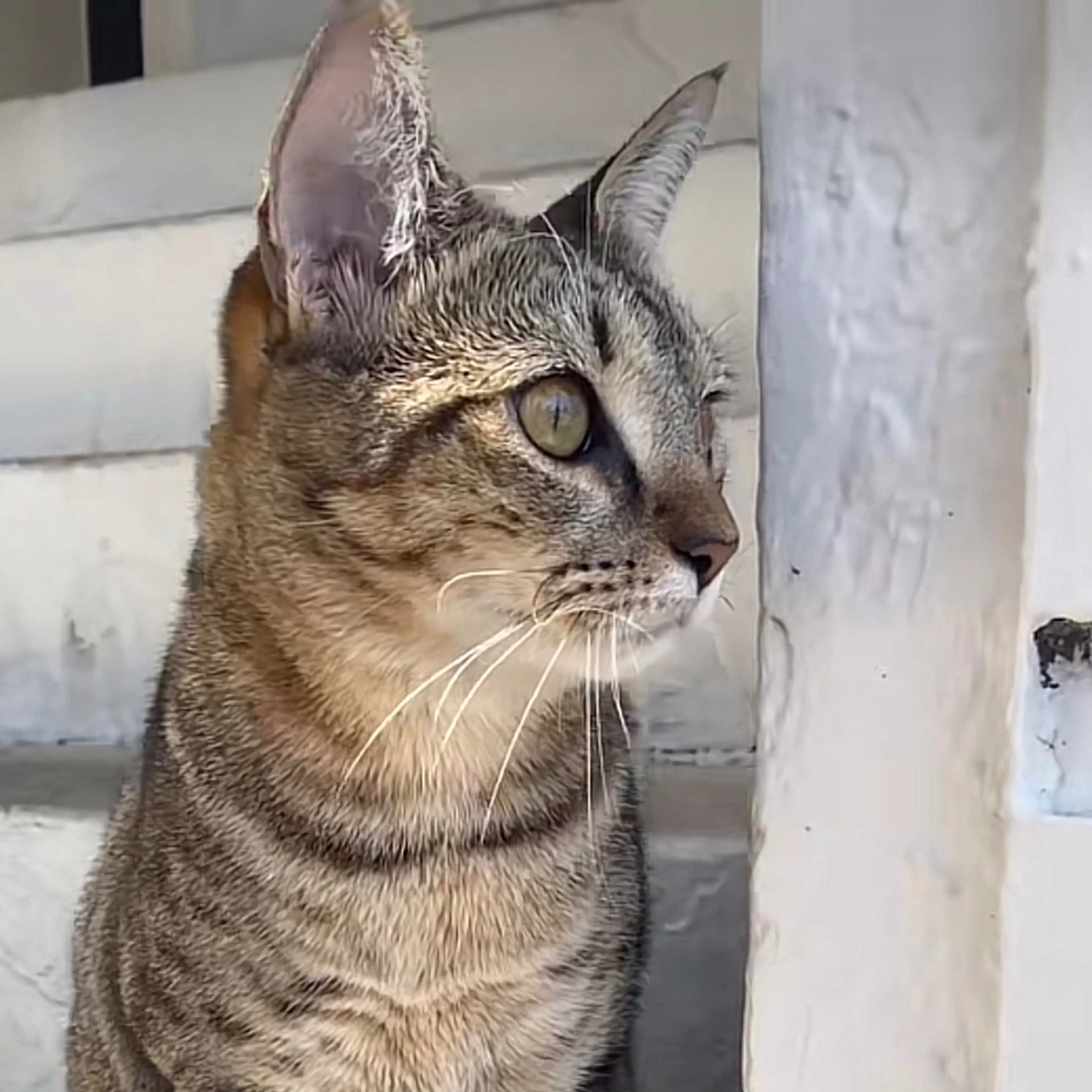 Lost pet-2