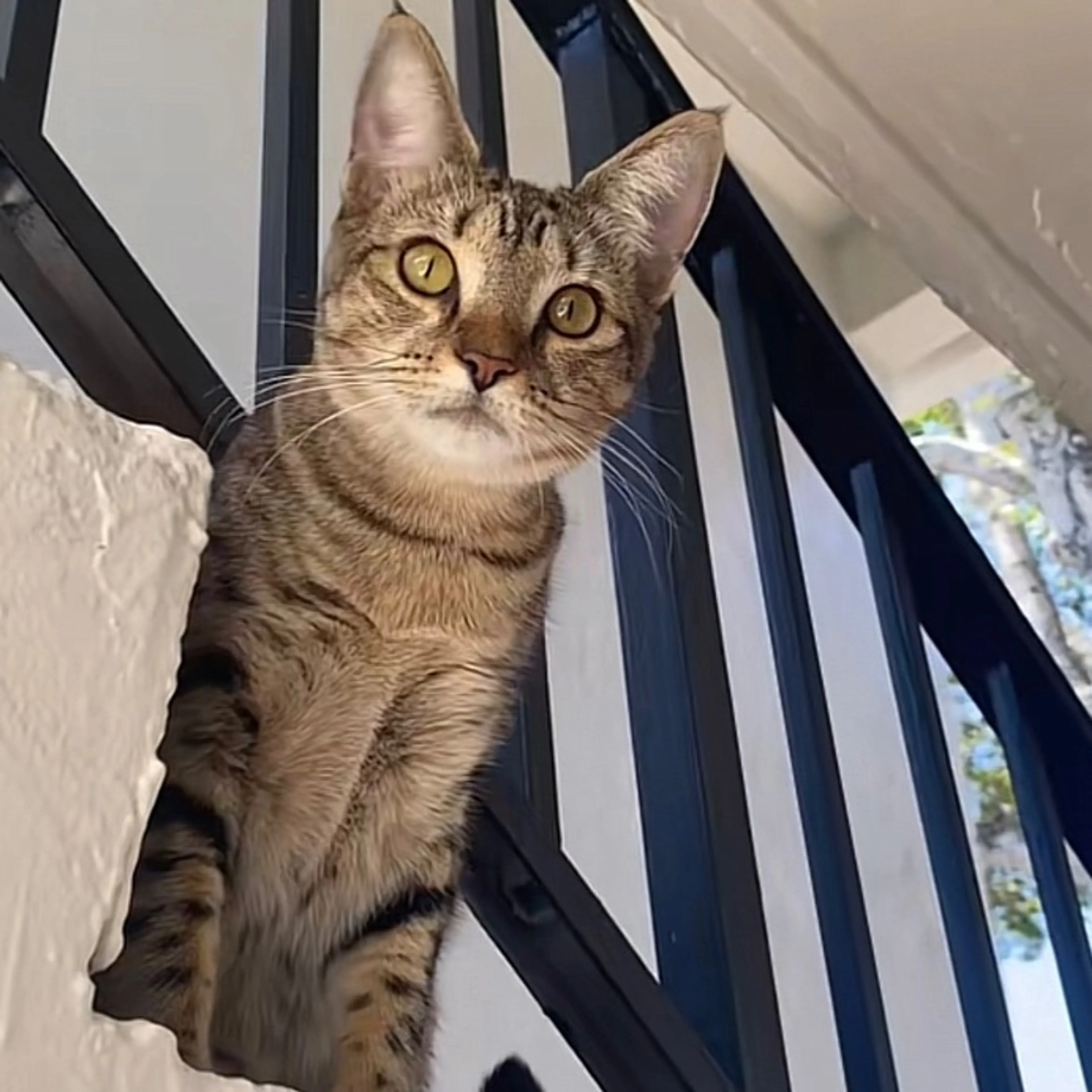 Lost pet-0