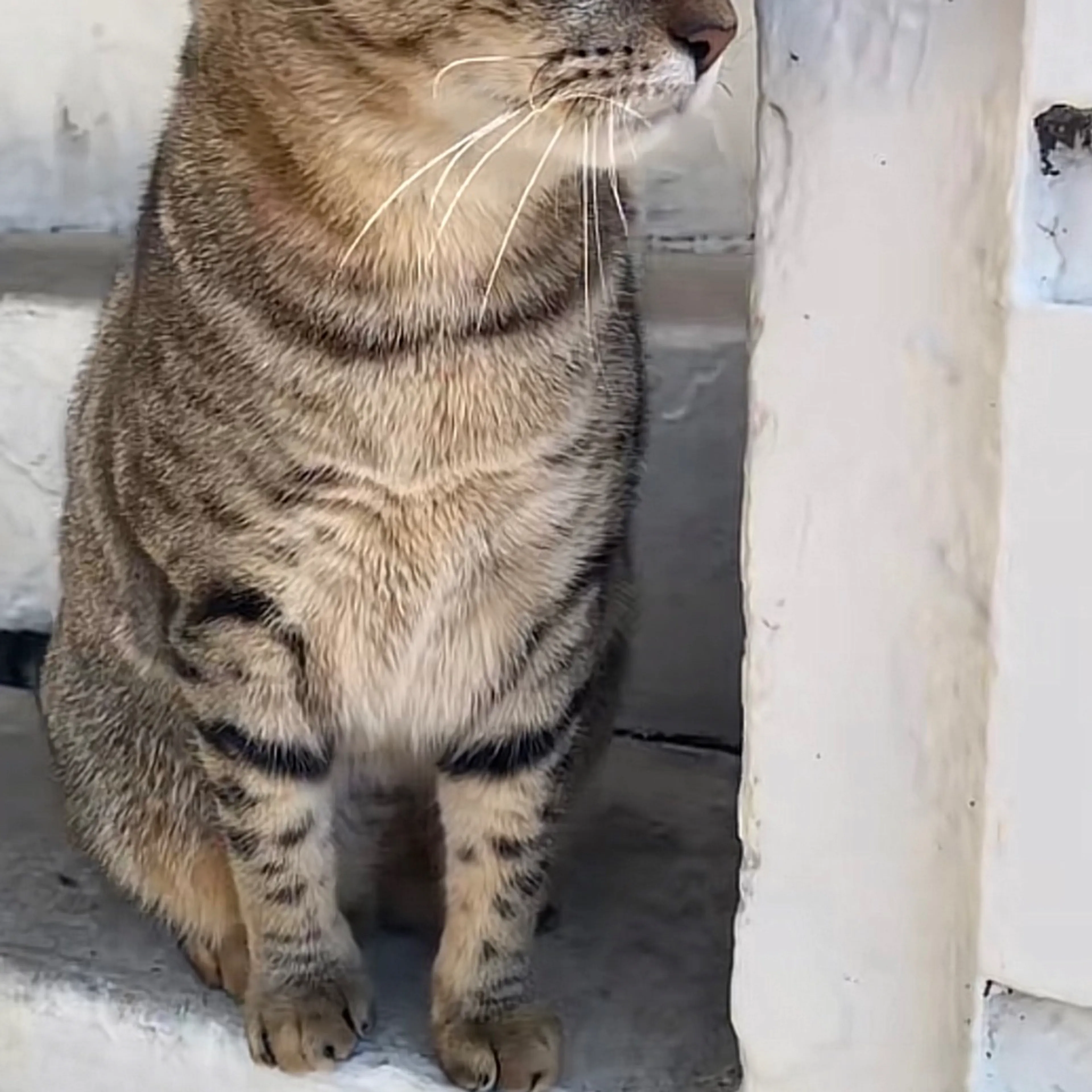 Lost pet-1