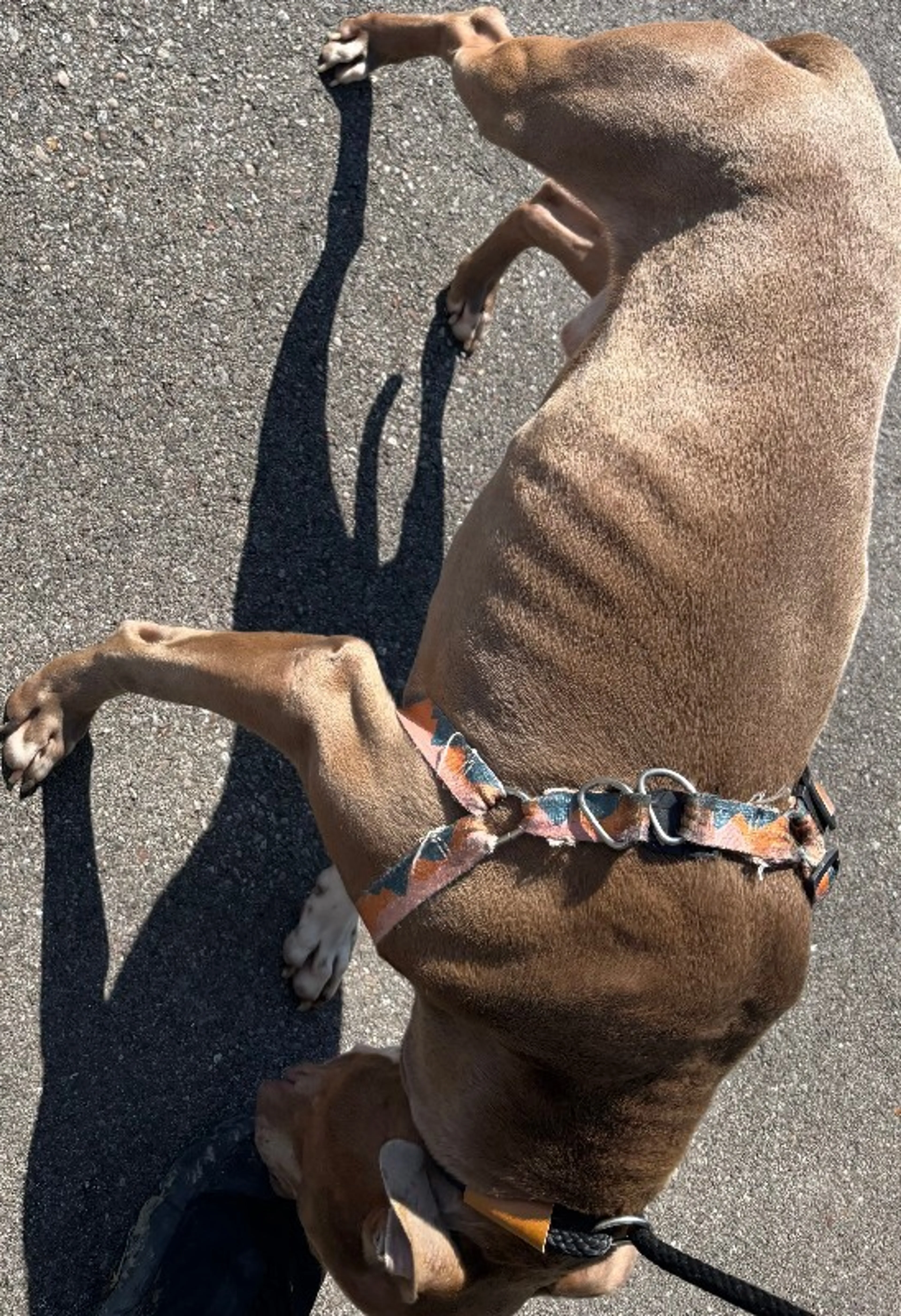 Found pet-2