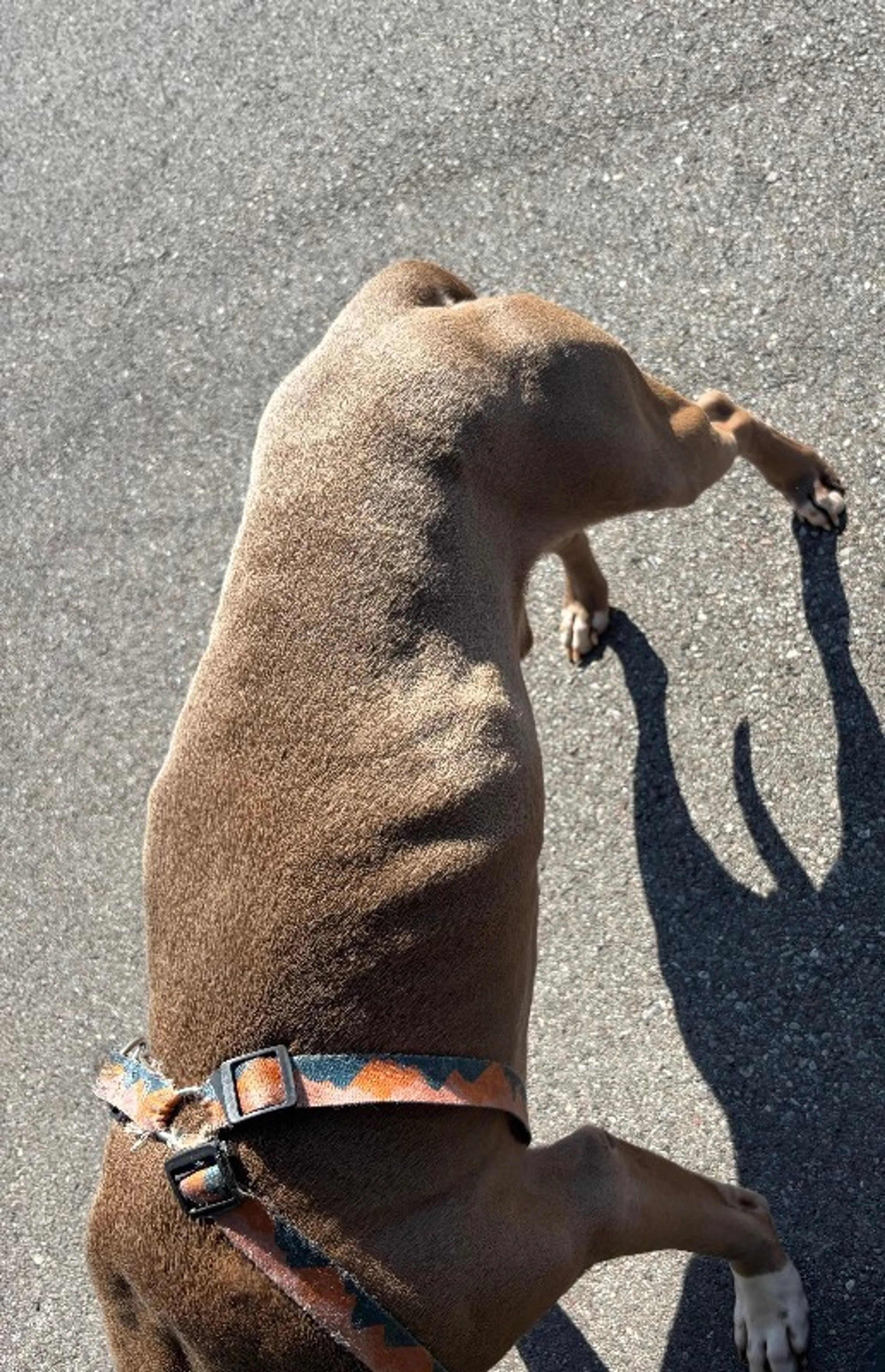Found pet-1
