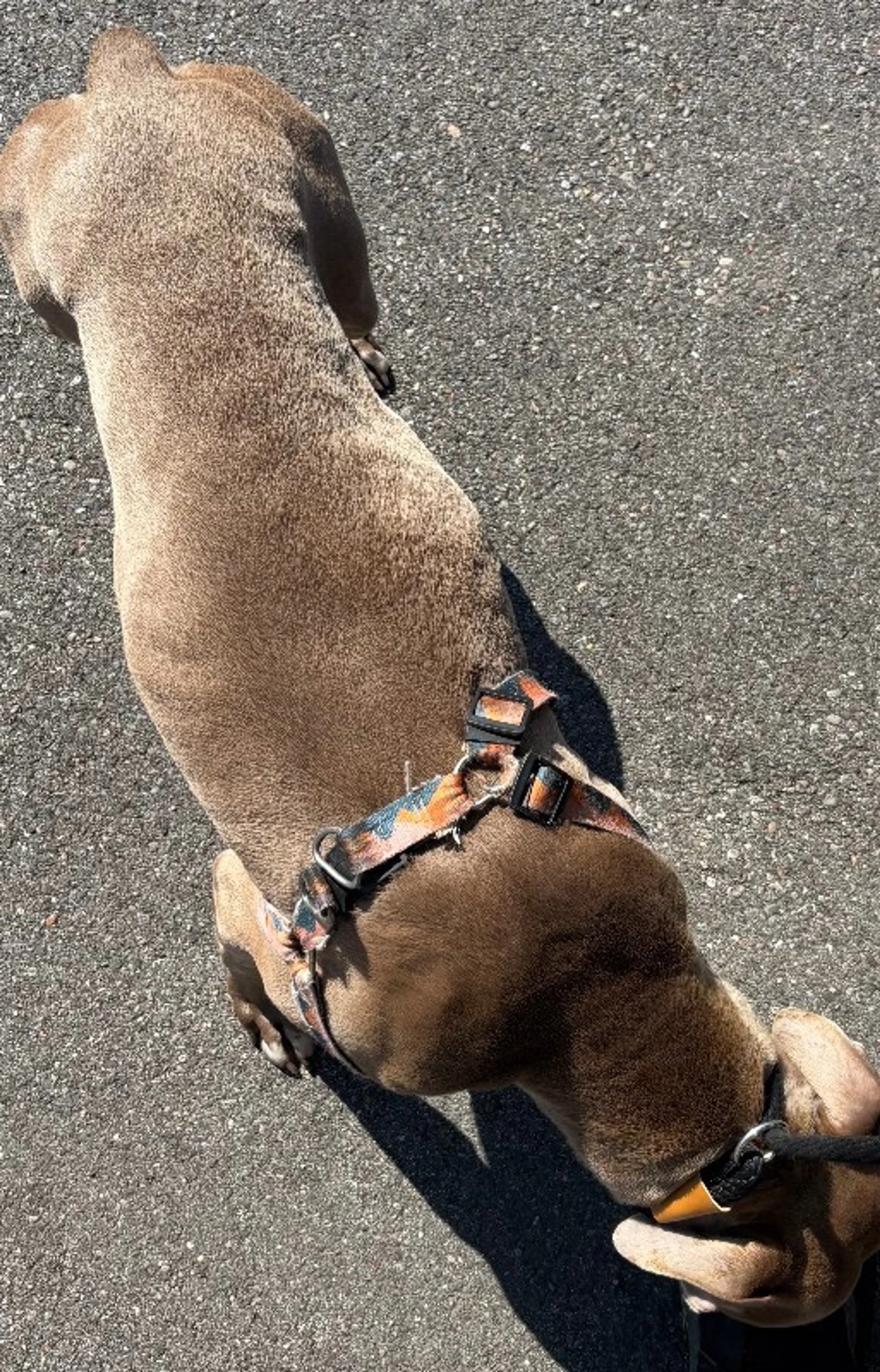 Found pet-3
