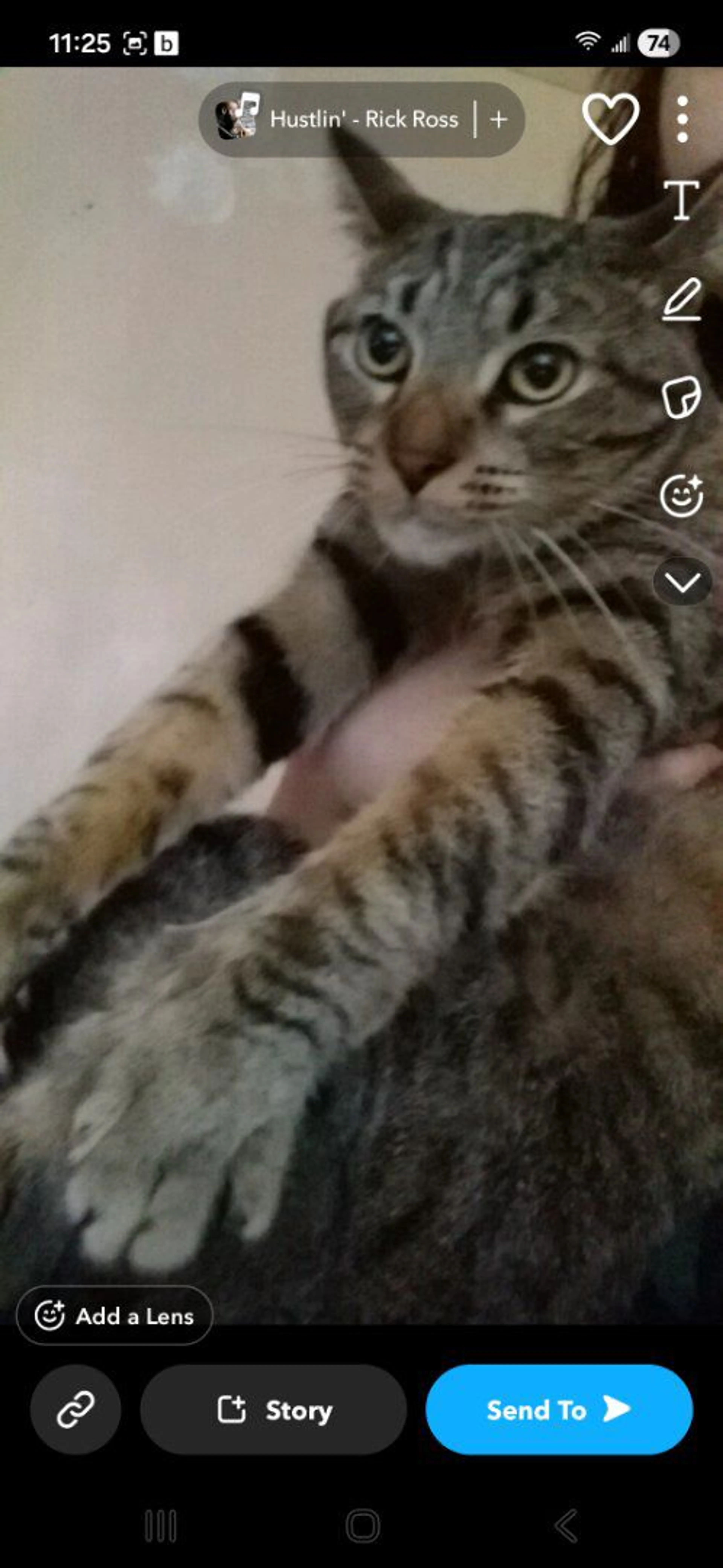 Lost pet-1