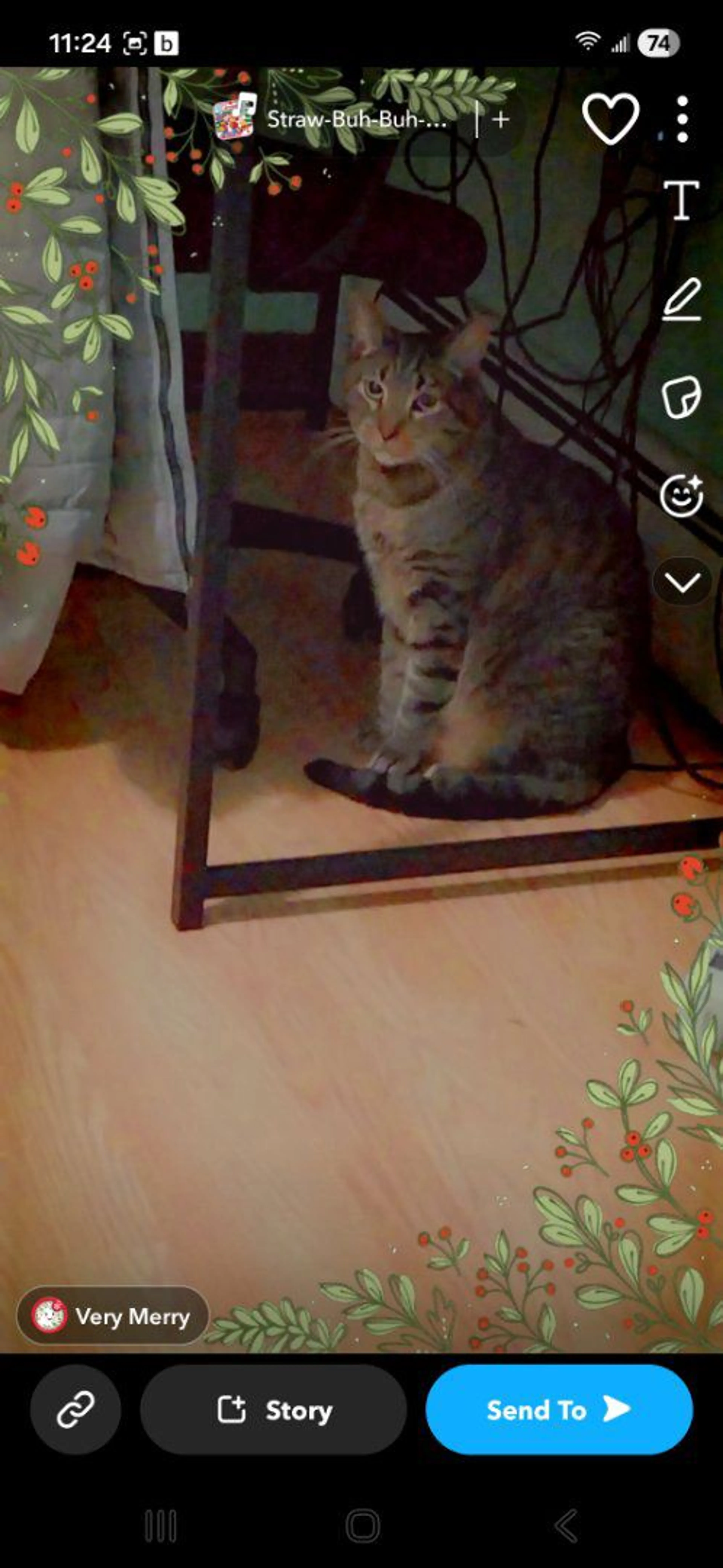 Lost pet-0