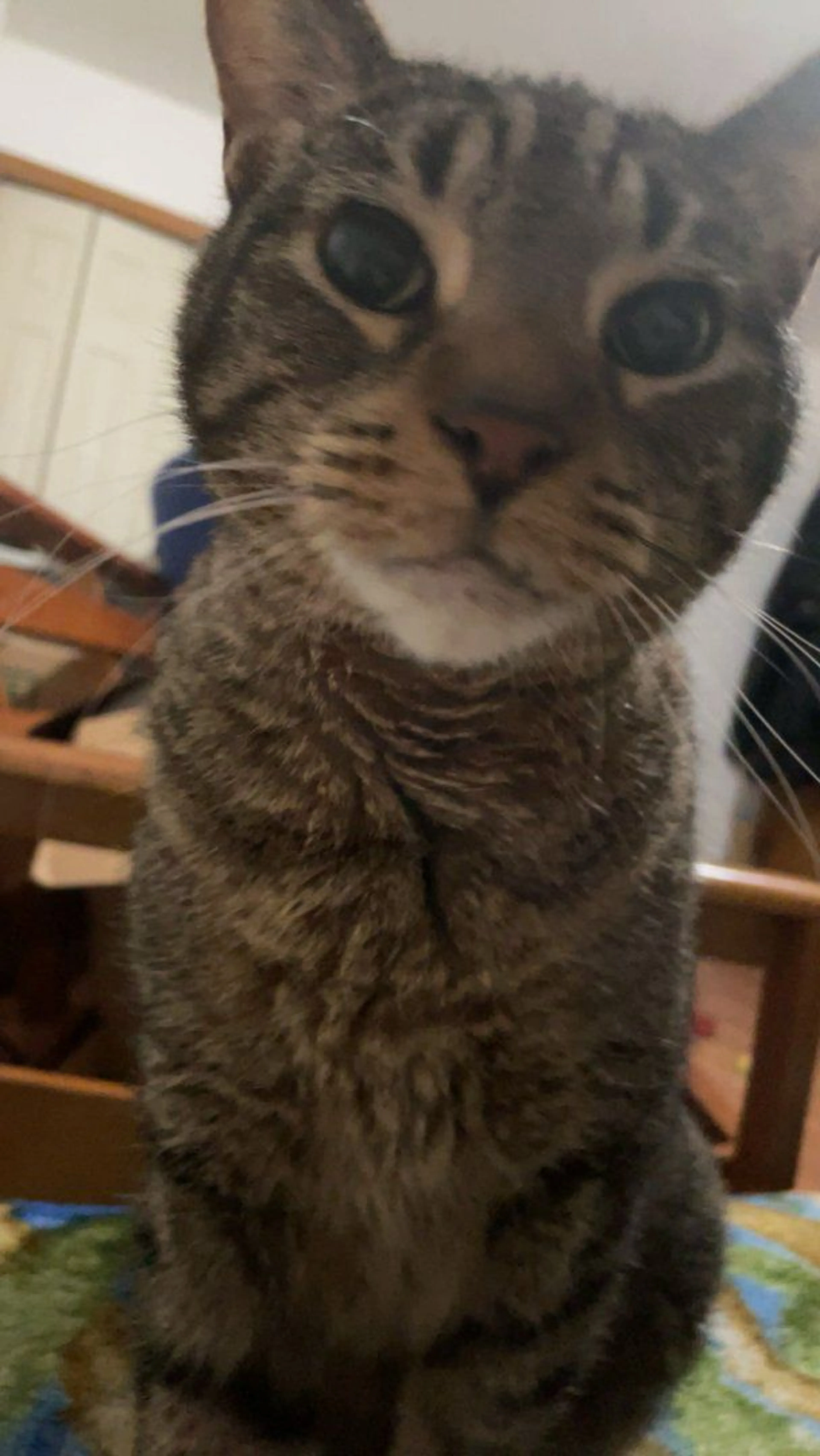Lost pet-3