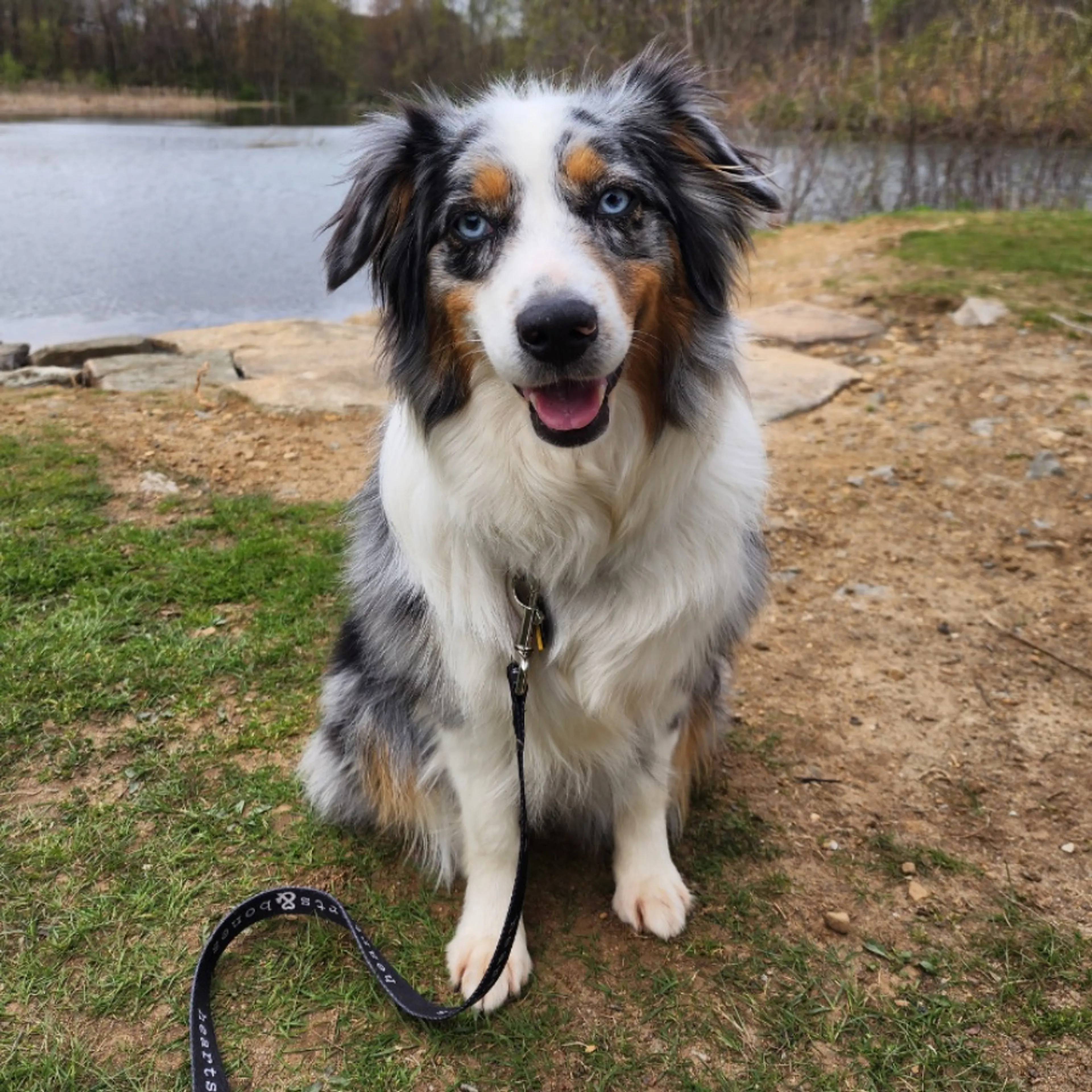 Lost pet