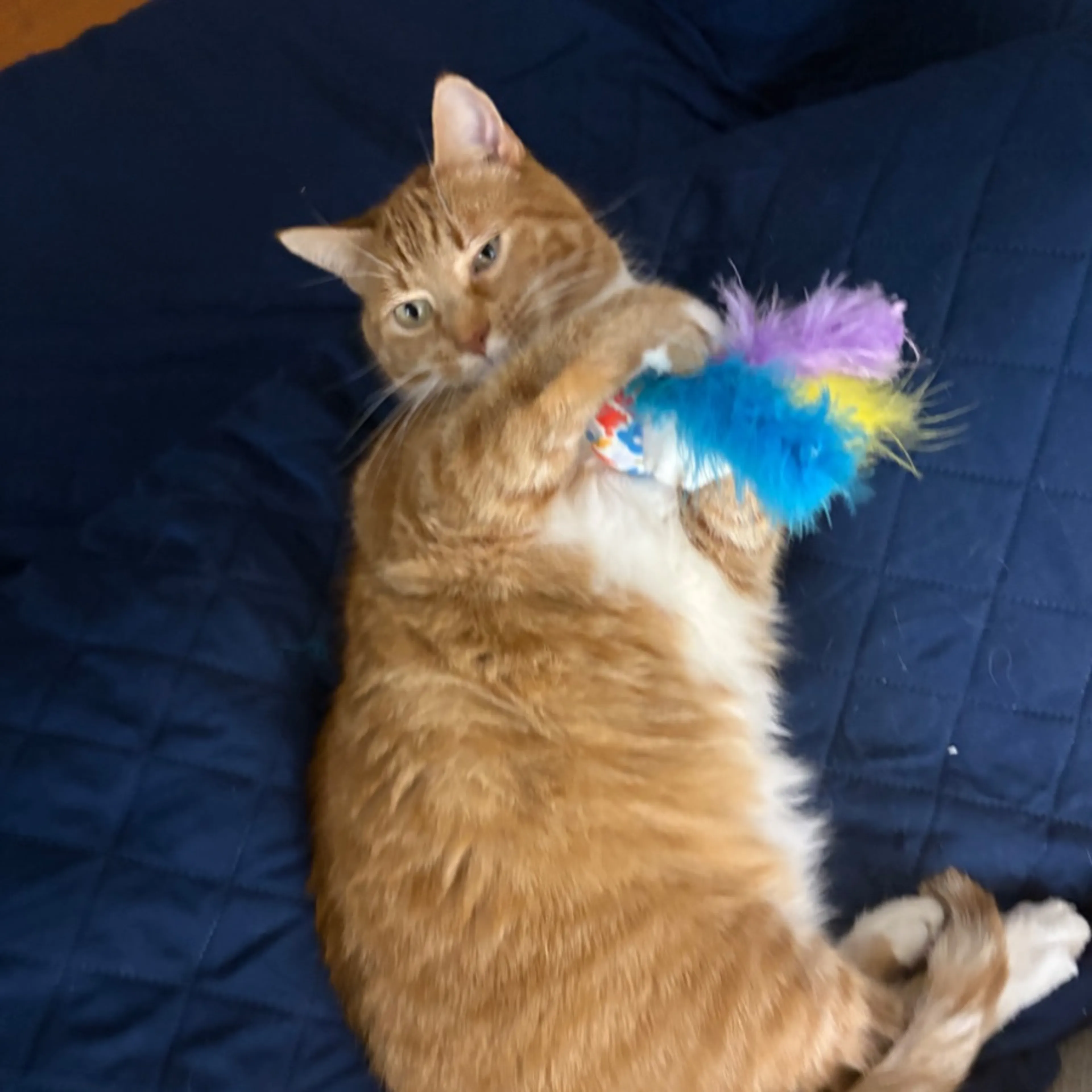 Lost pet