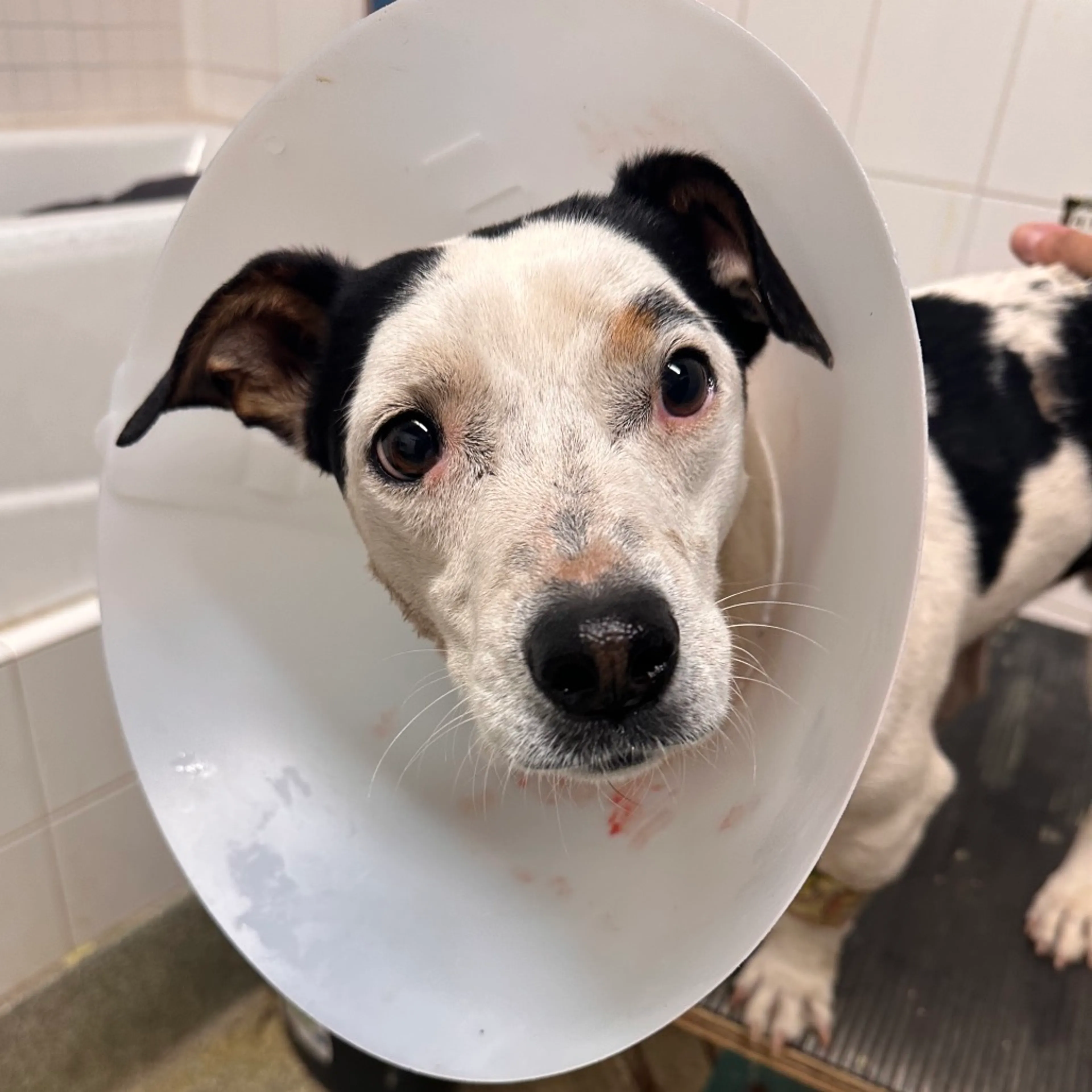 Found pet
