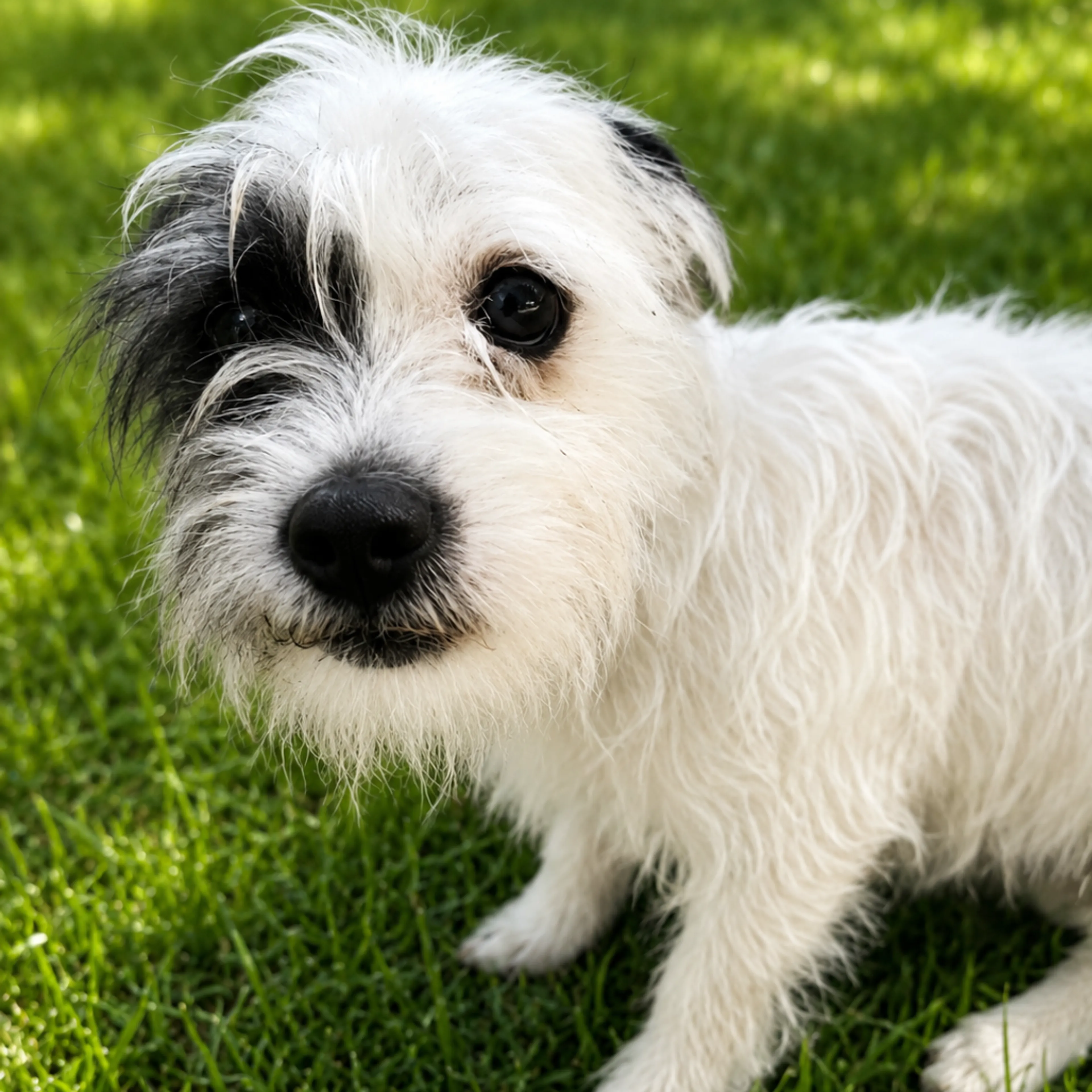 Found pet-2