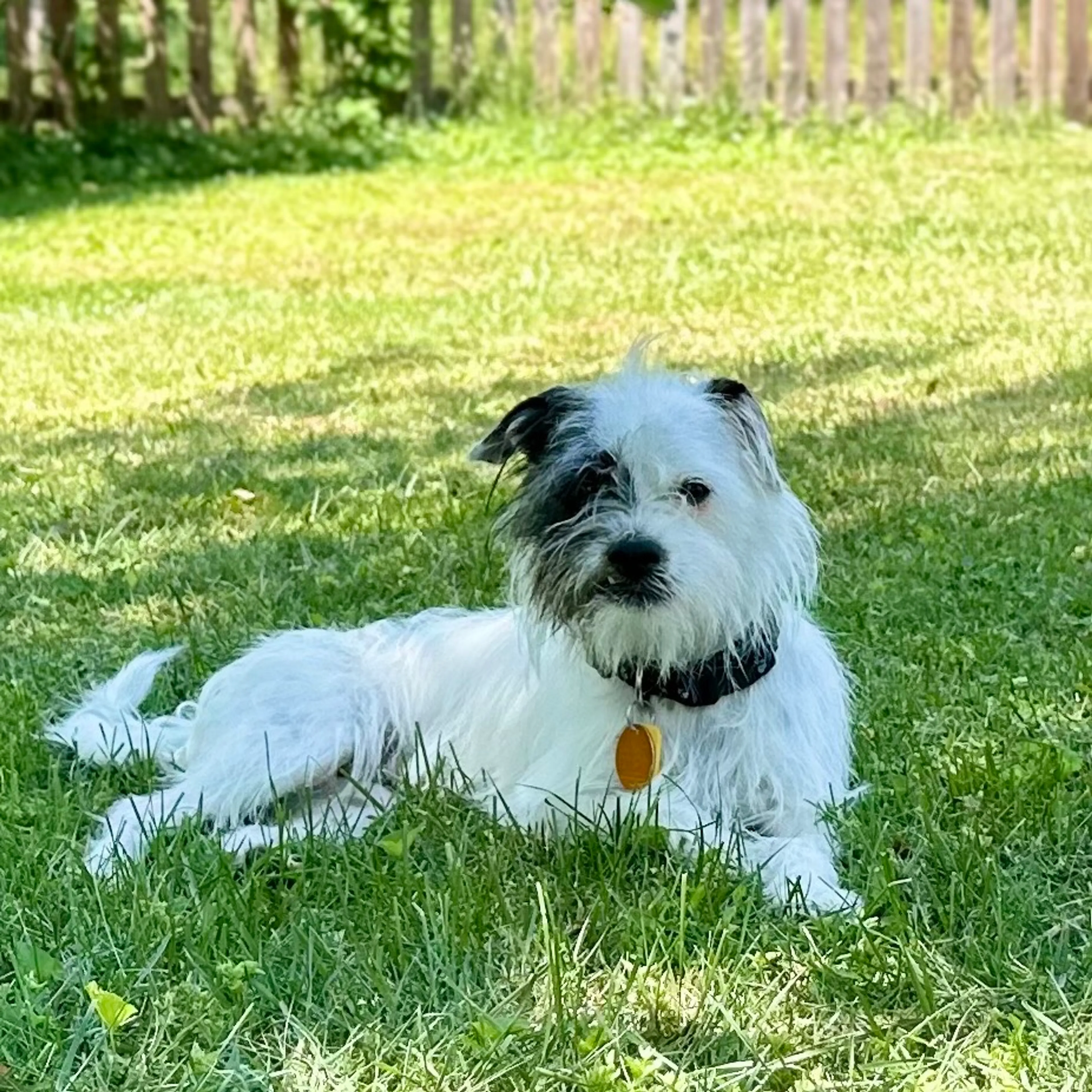 Found pet-3