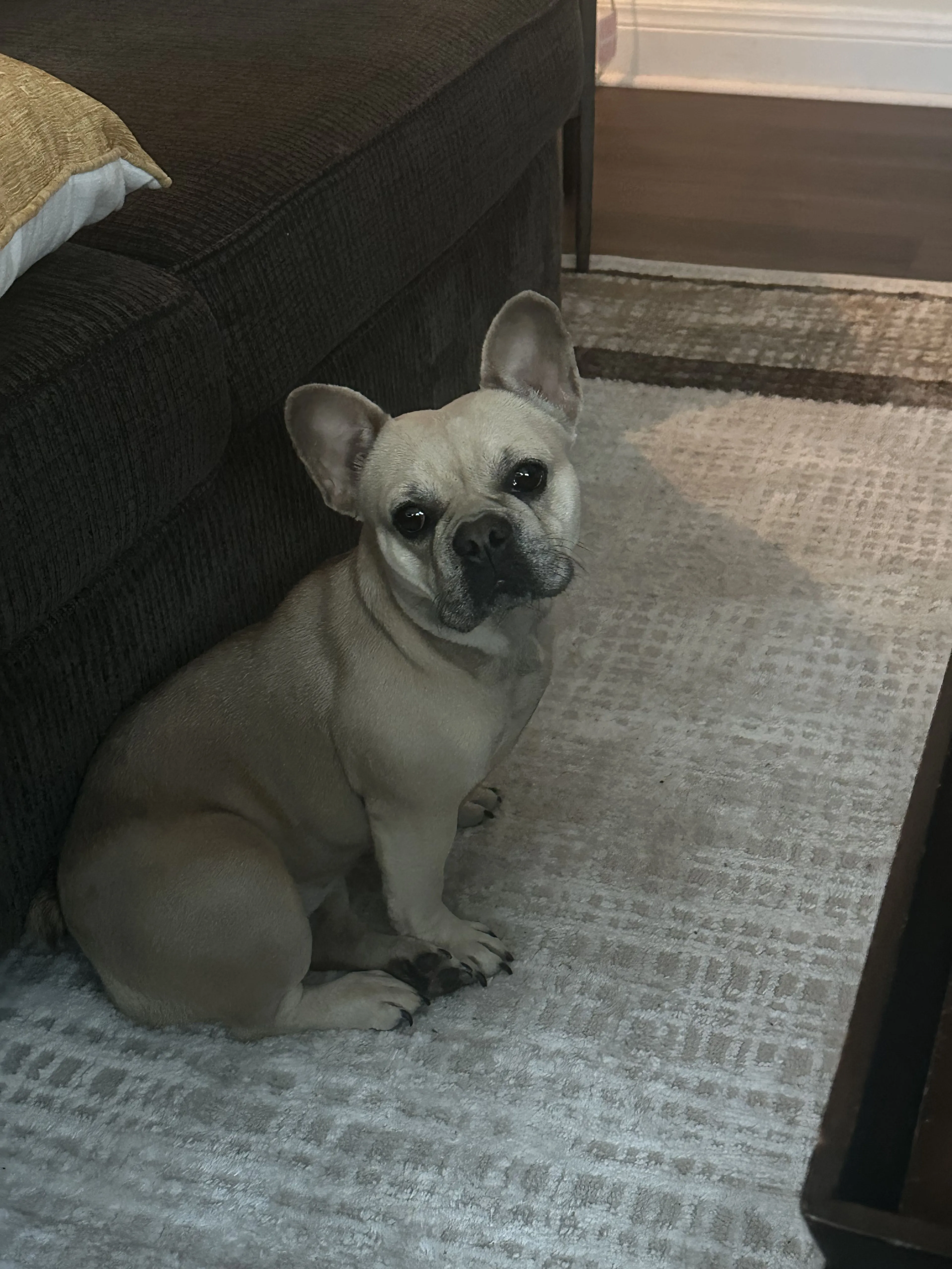 Lost pet