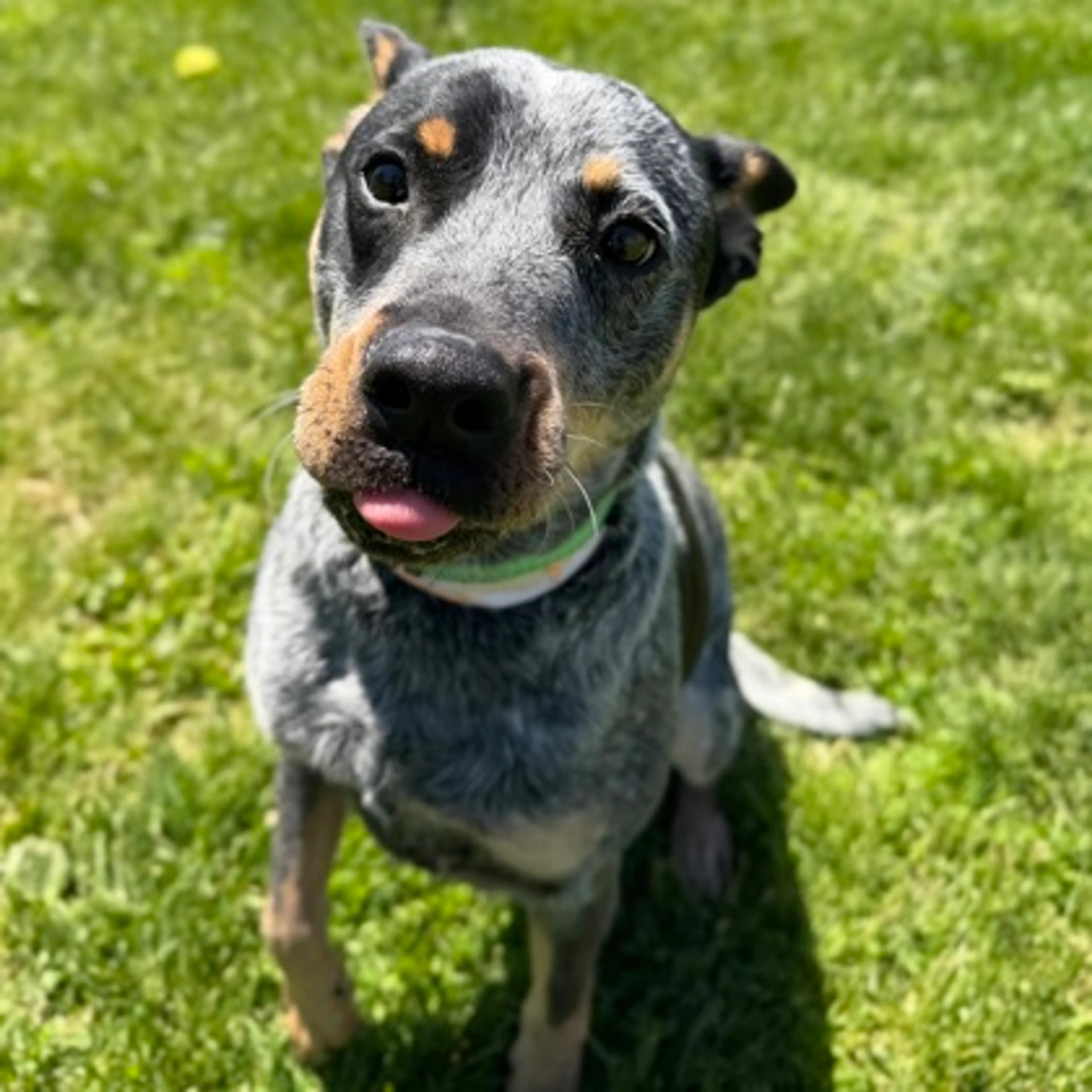 Found pet-1