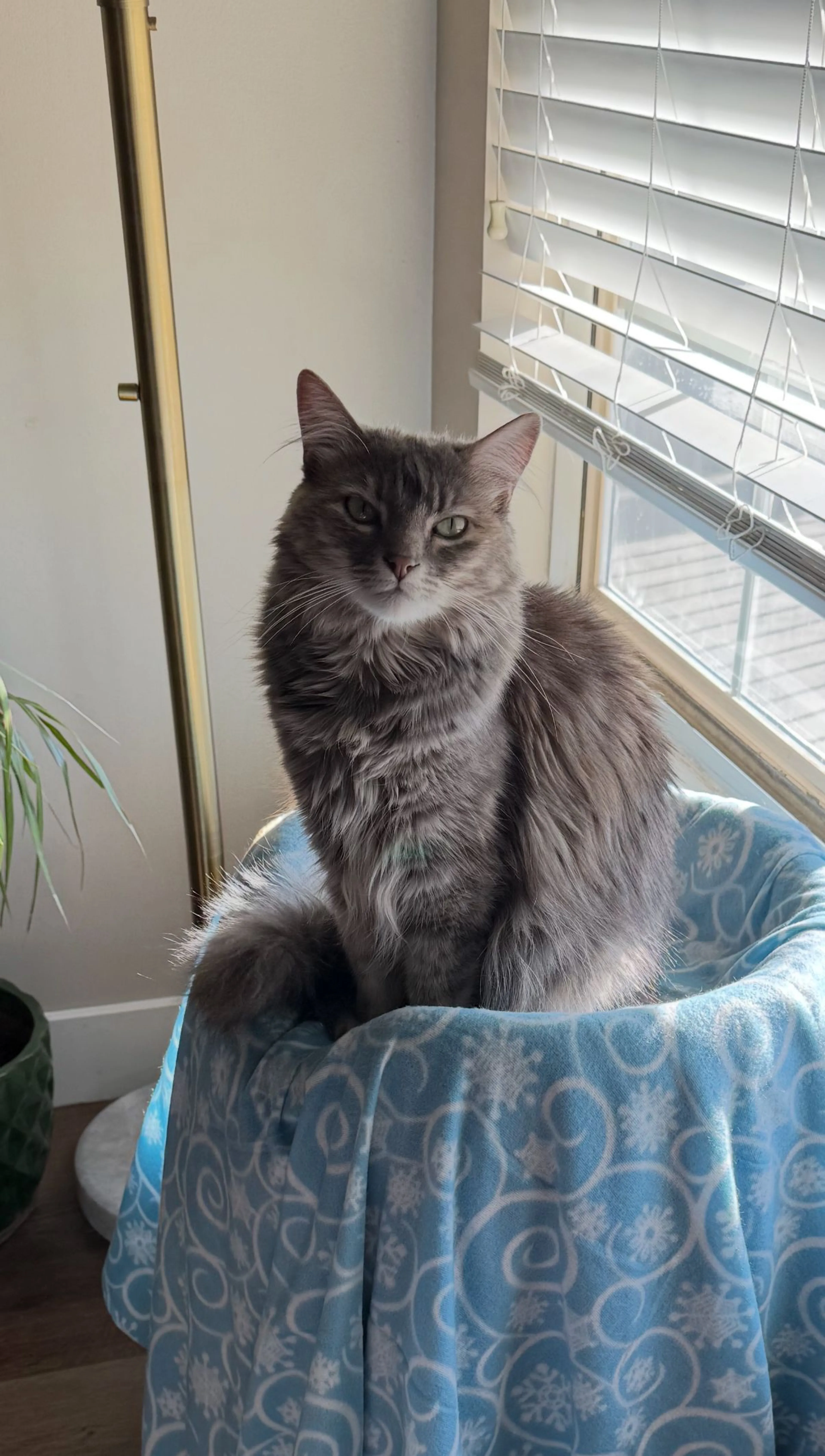 Lost pet-2