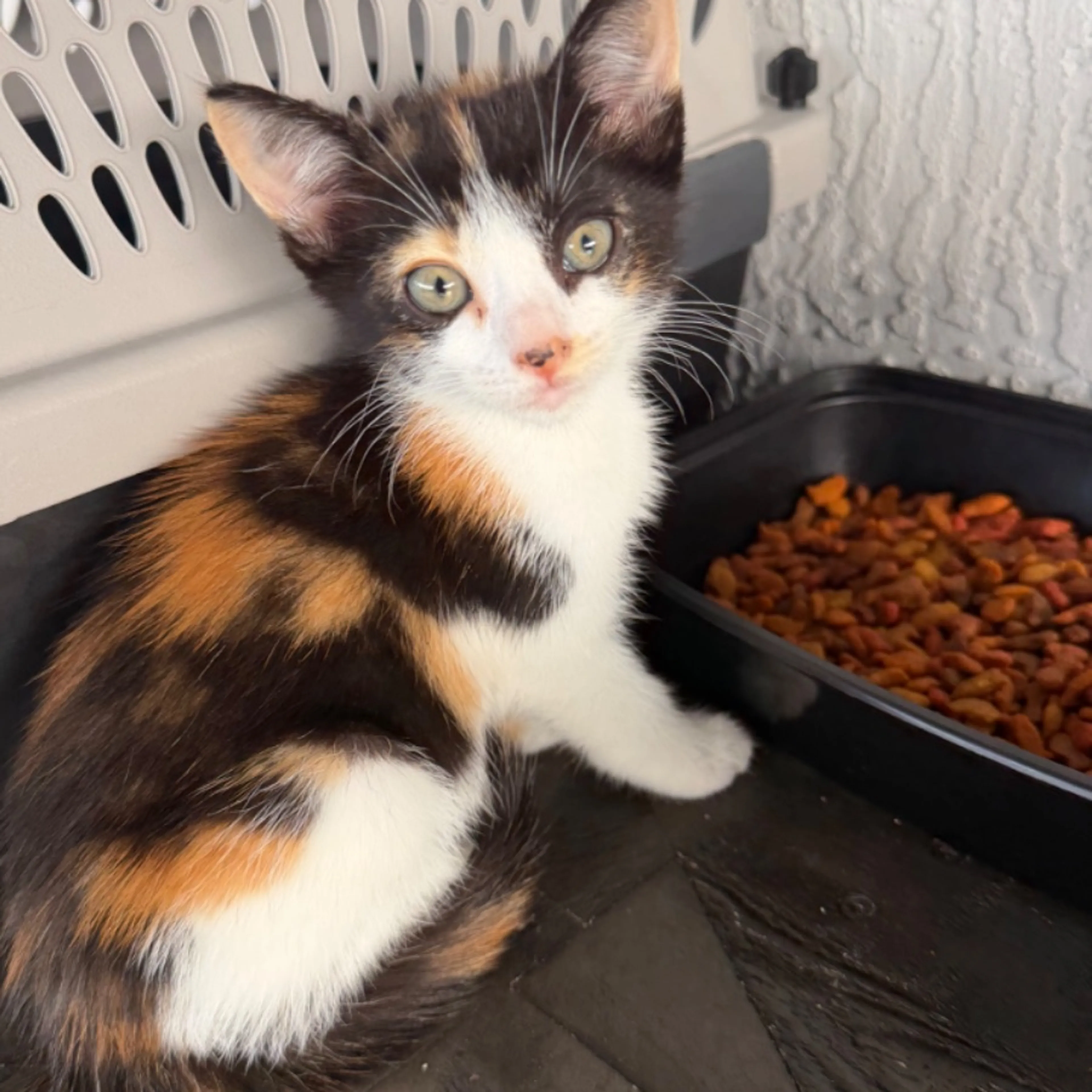 Lost pet