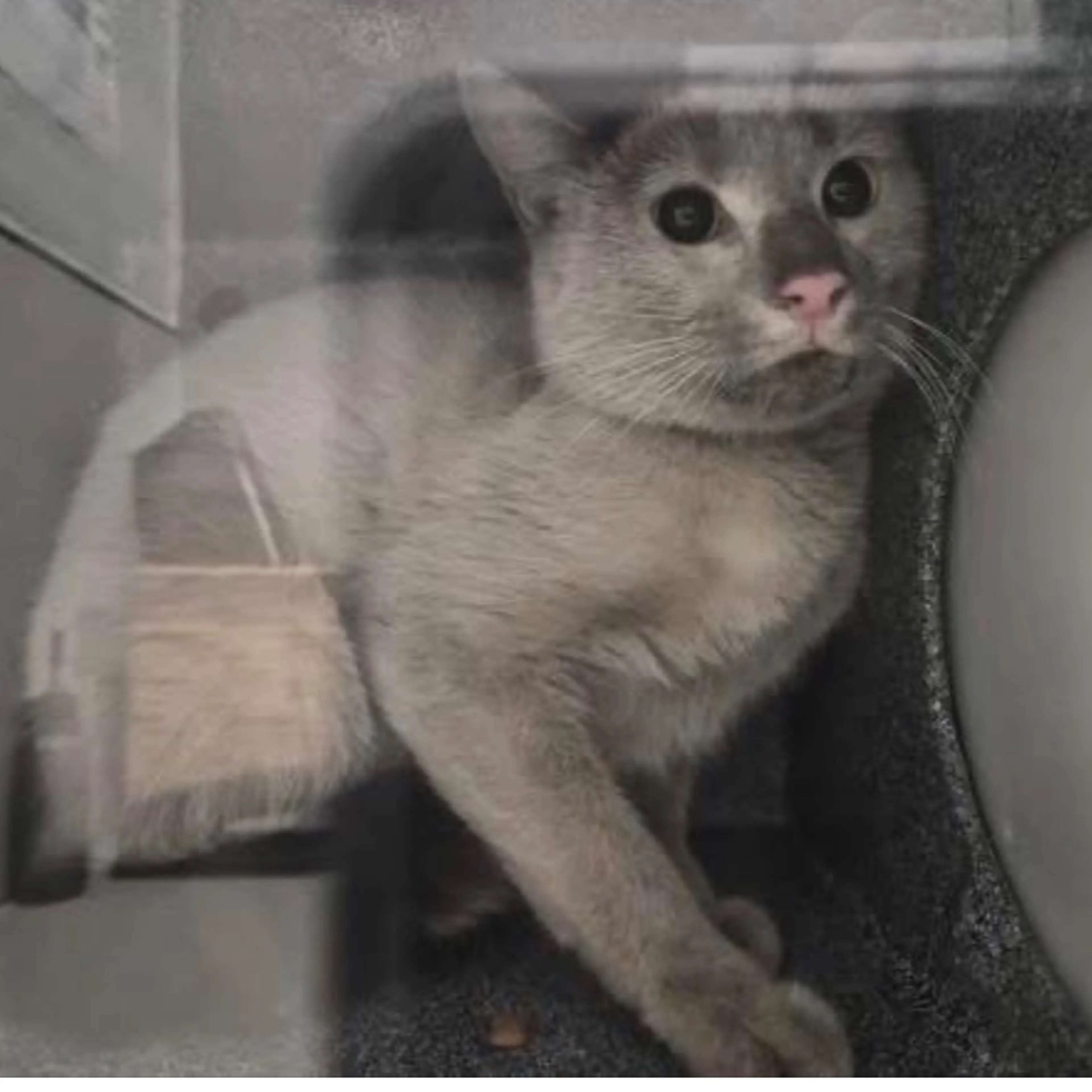 Found pet