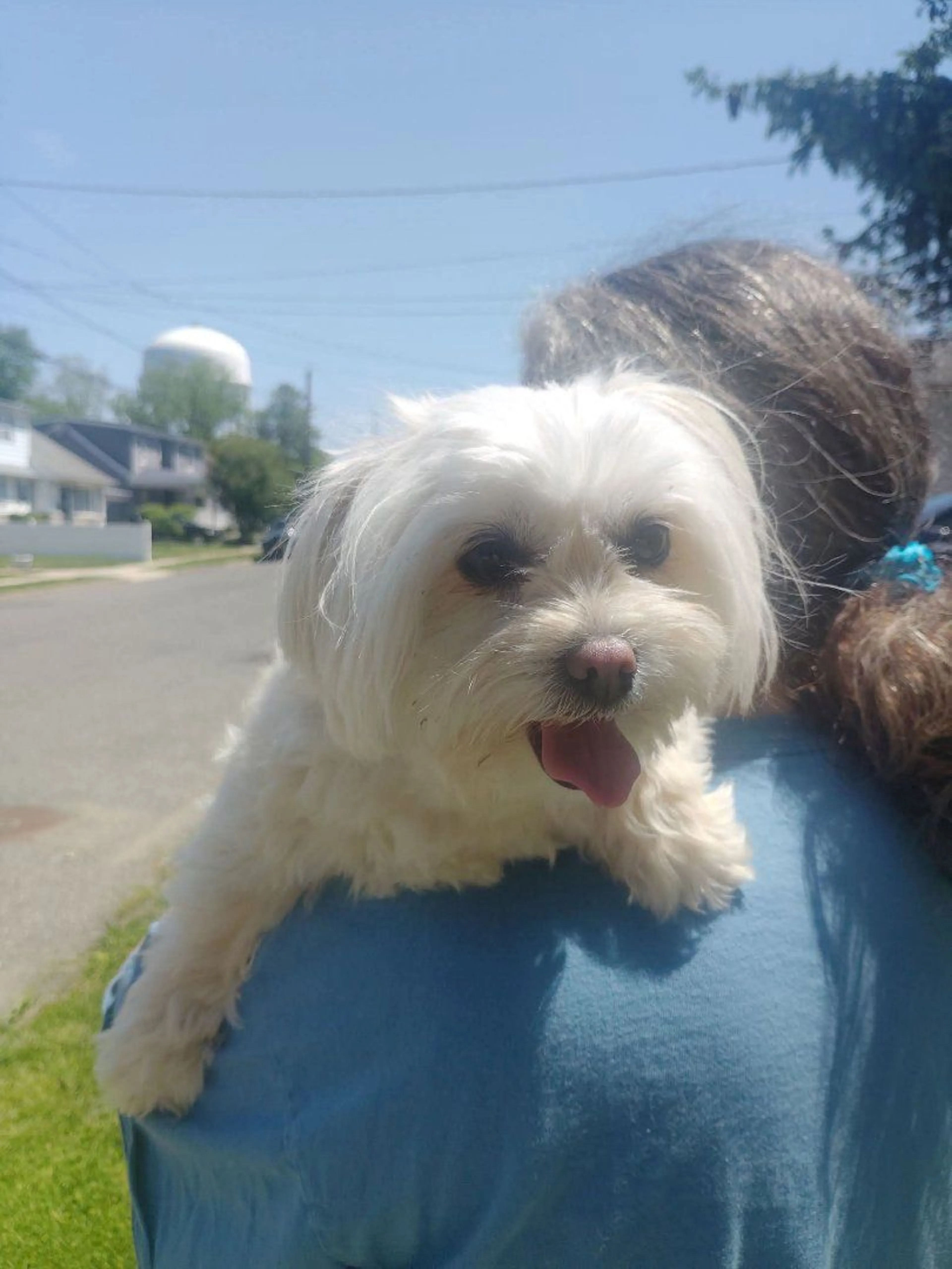 Lost pet