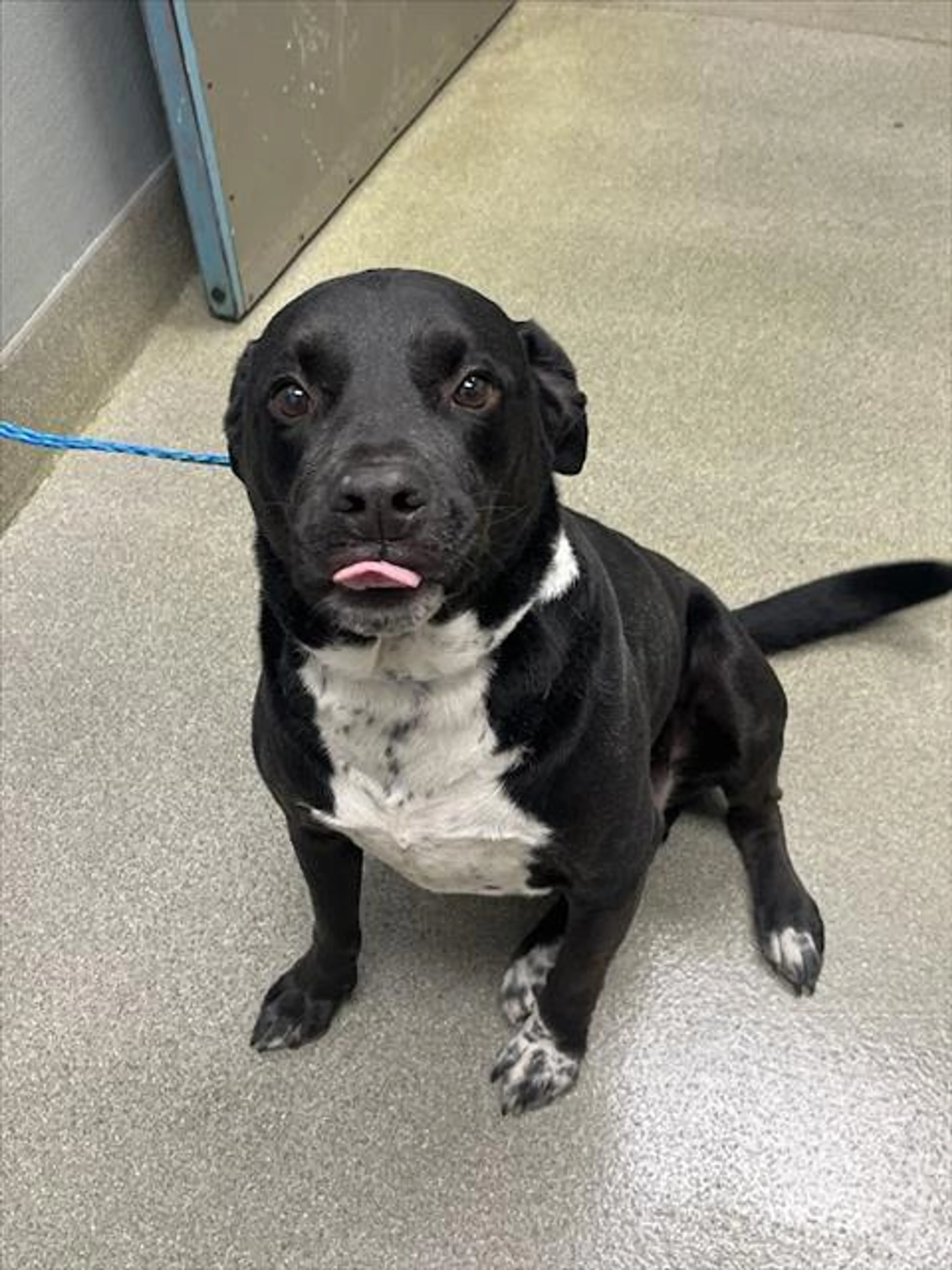 Found pet