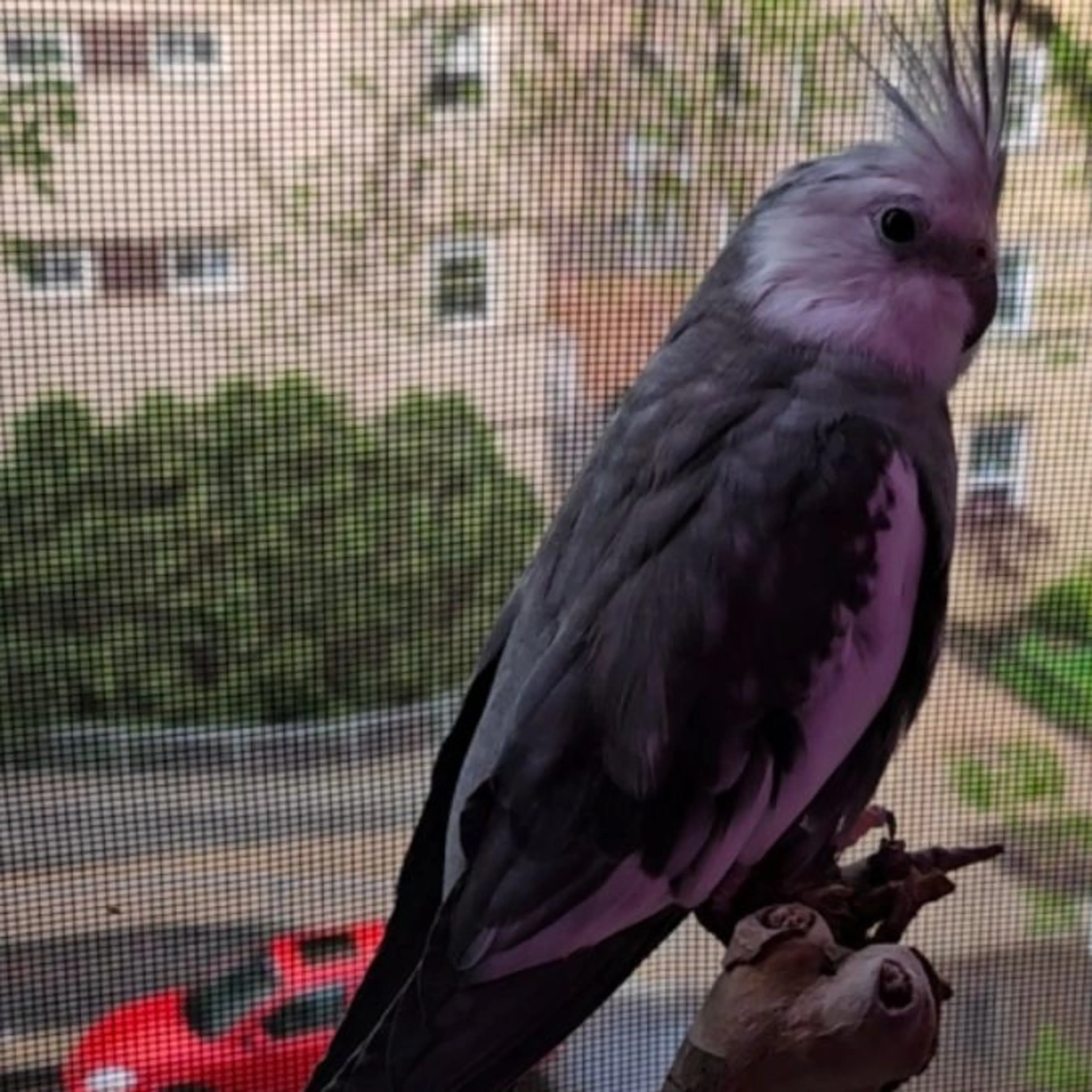 Lost pet
