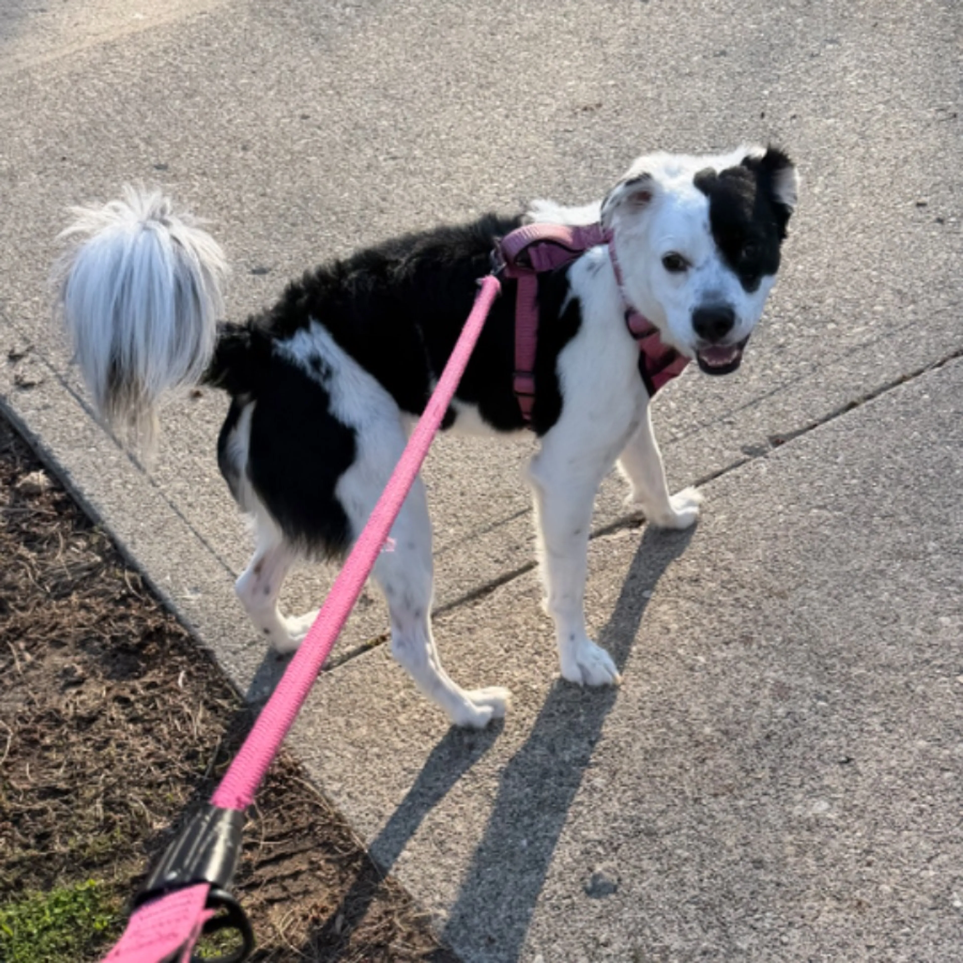 Lost pet-0