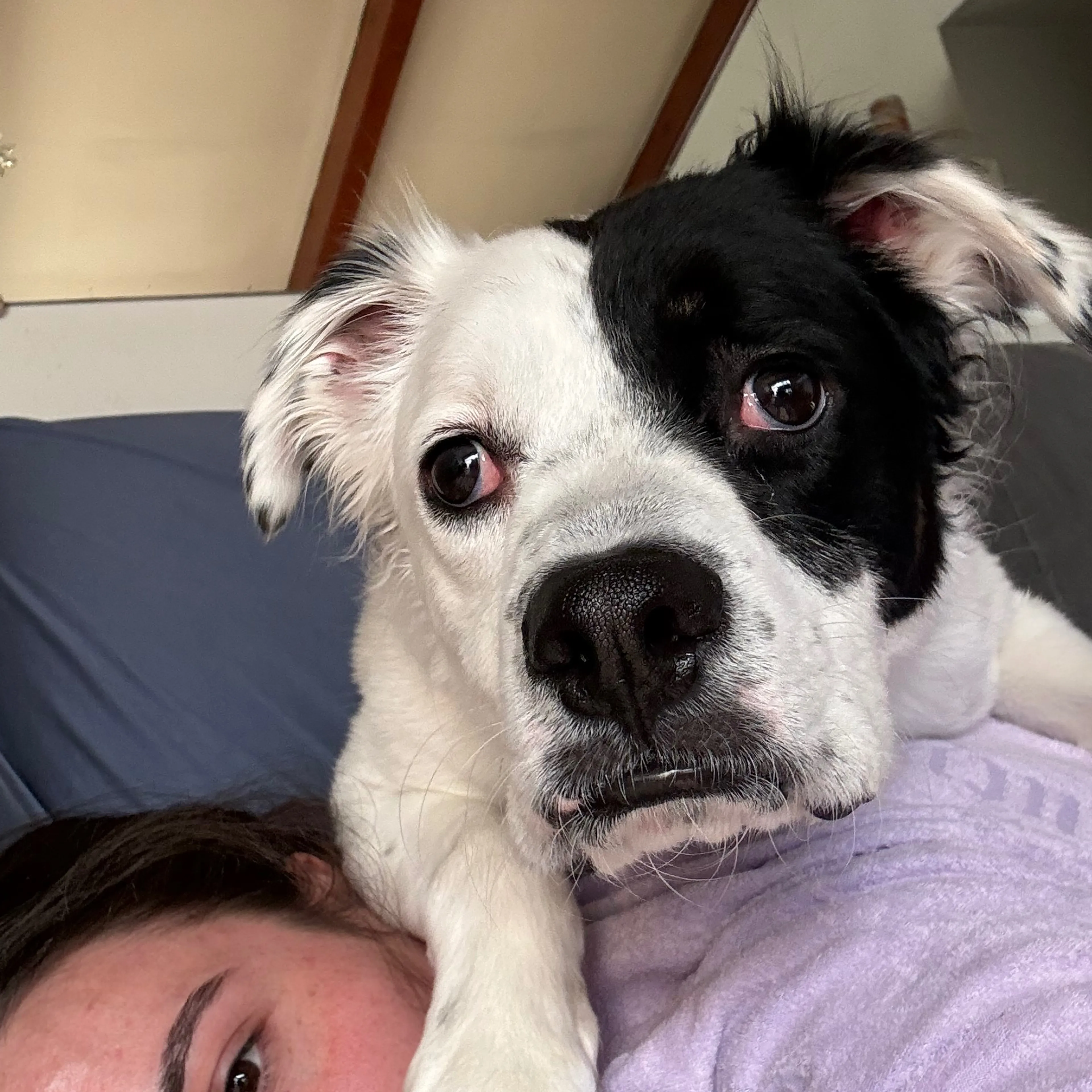 Lost pet-2