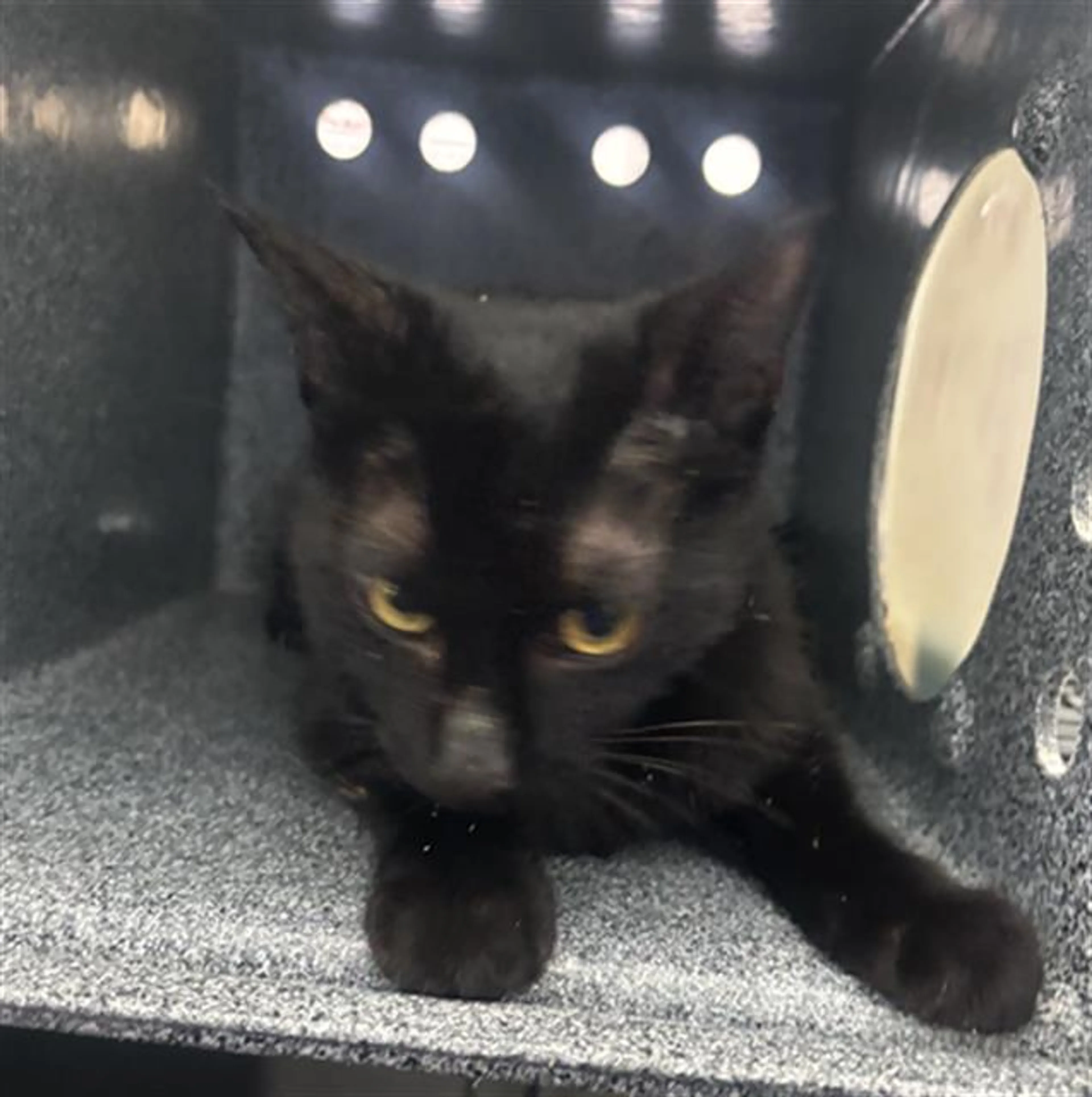 Found pet