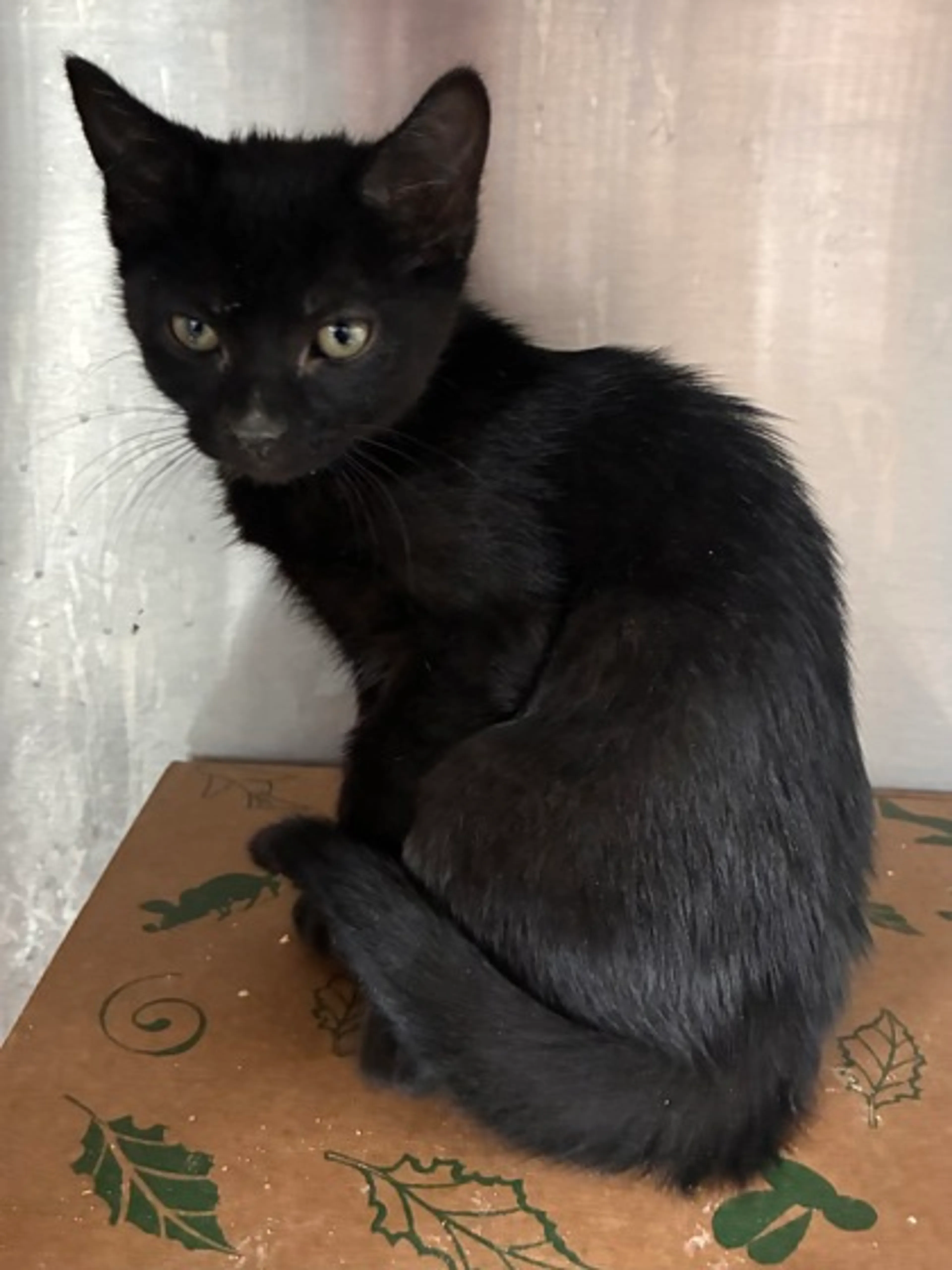 Found pet-1
