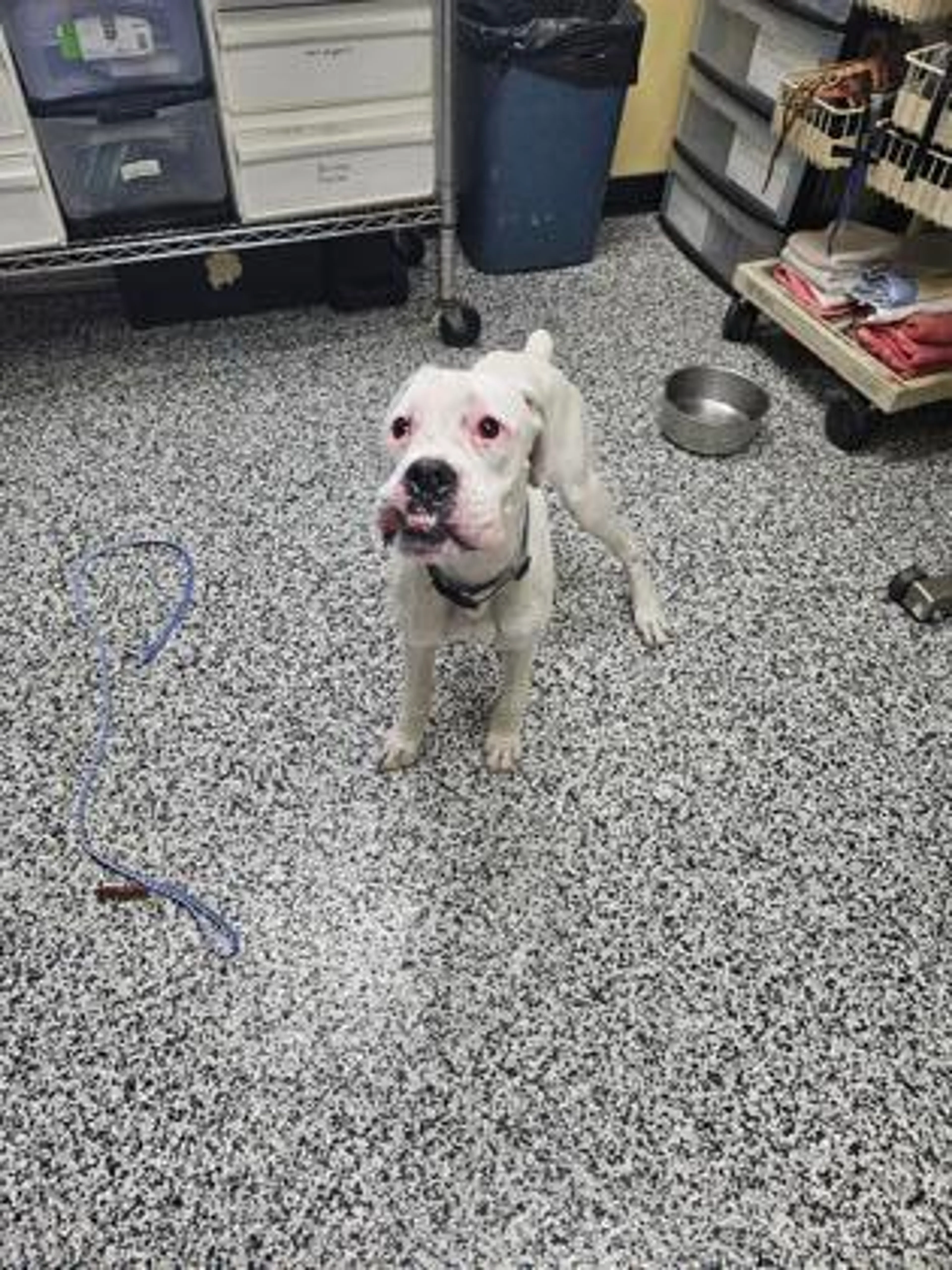 Found pet