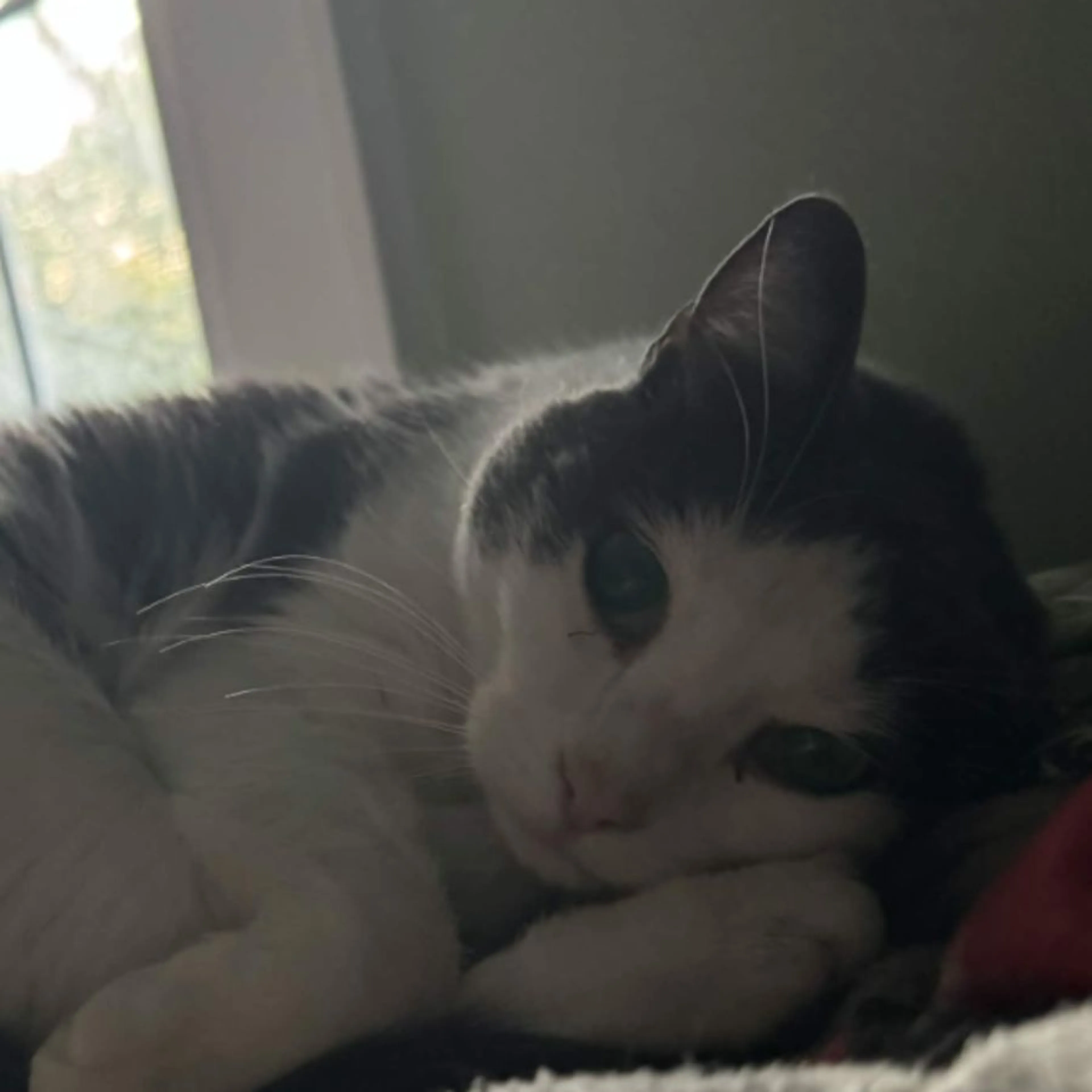 Lost pet