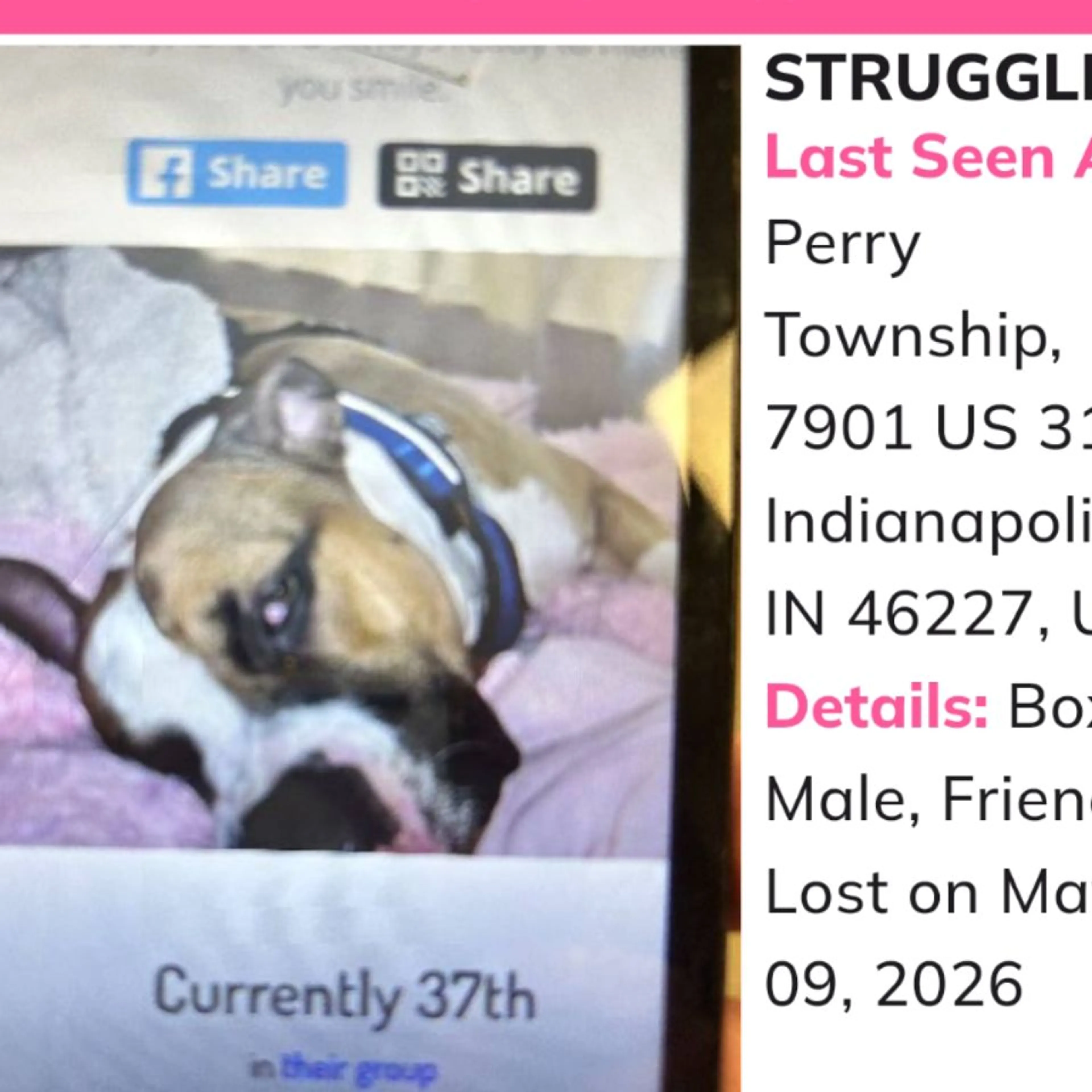 Lost pet