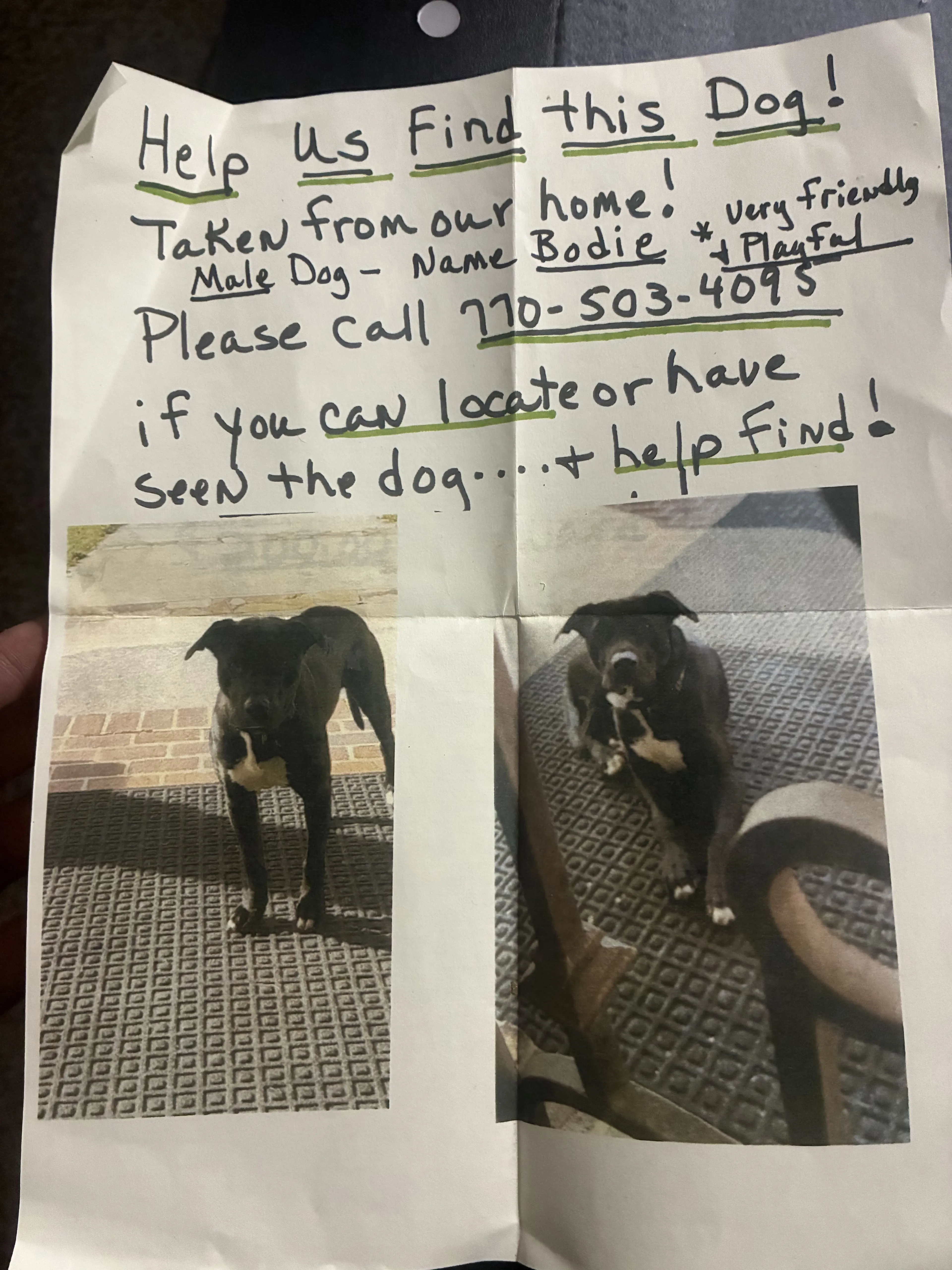 Lost pet
