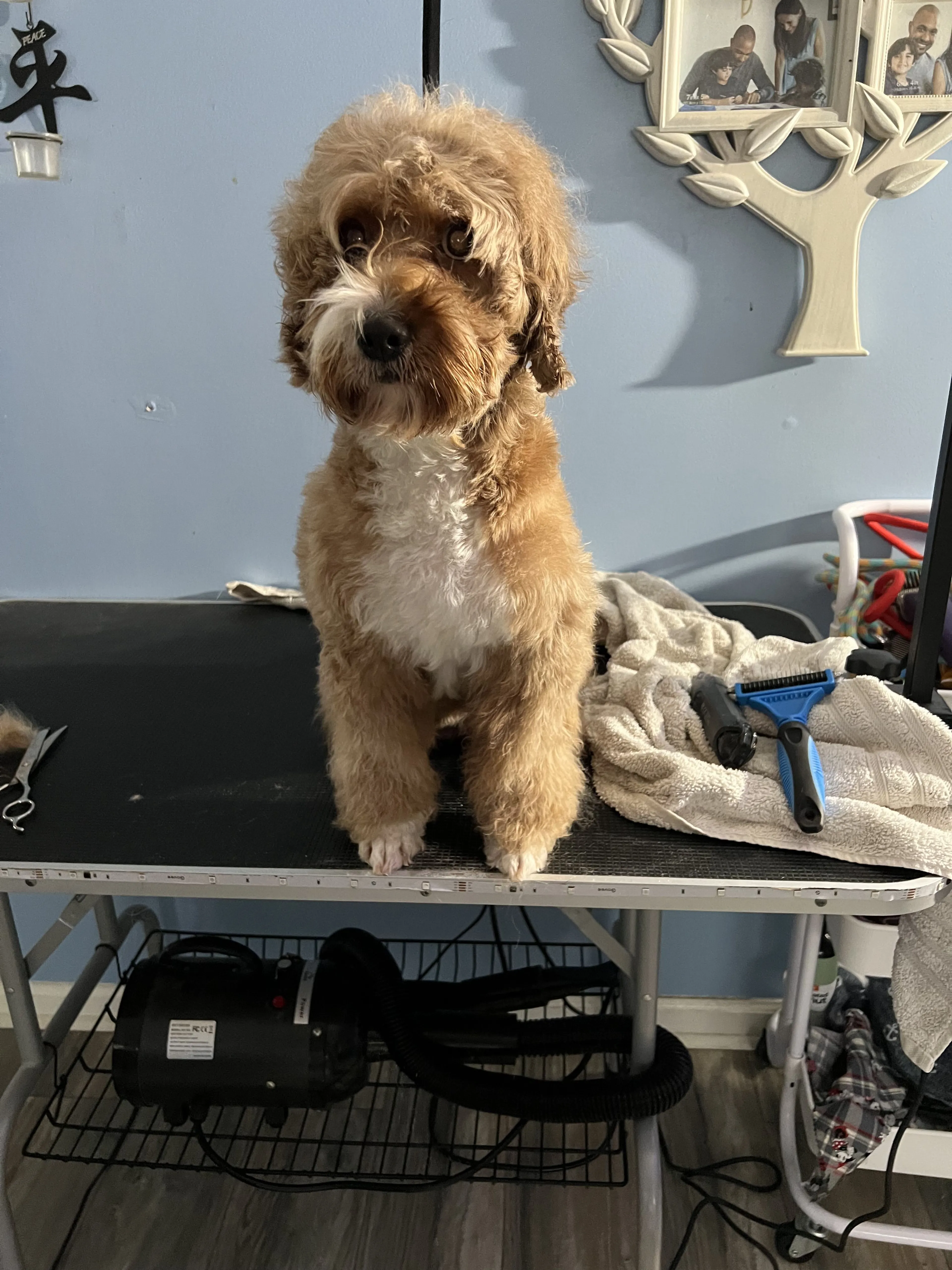 Lost pet