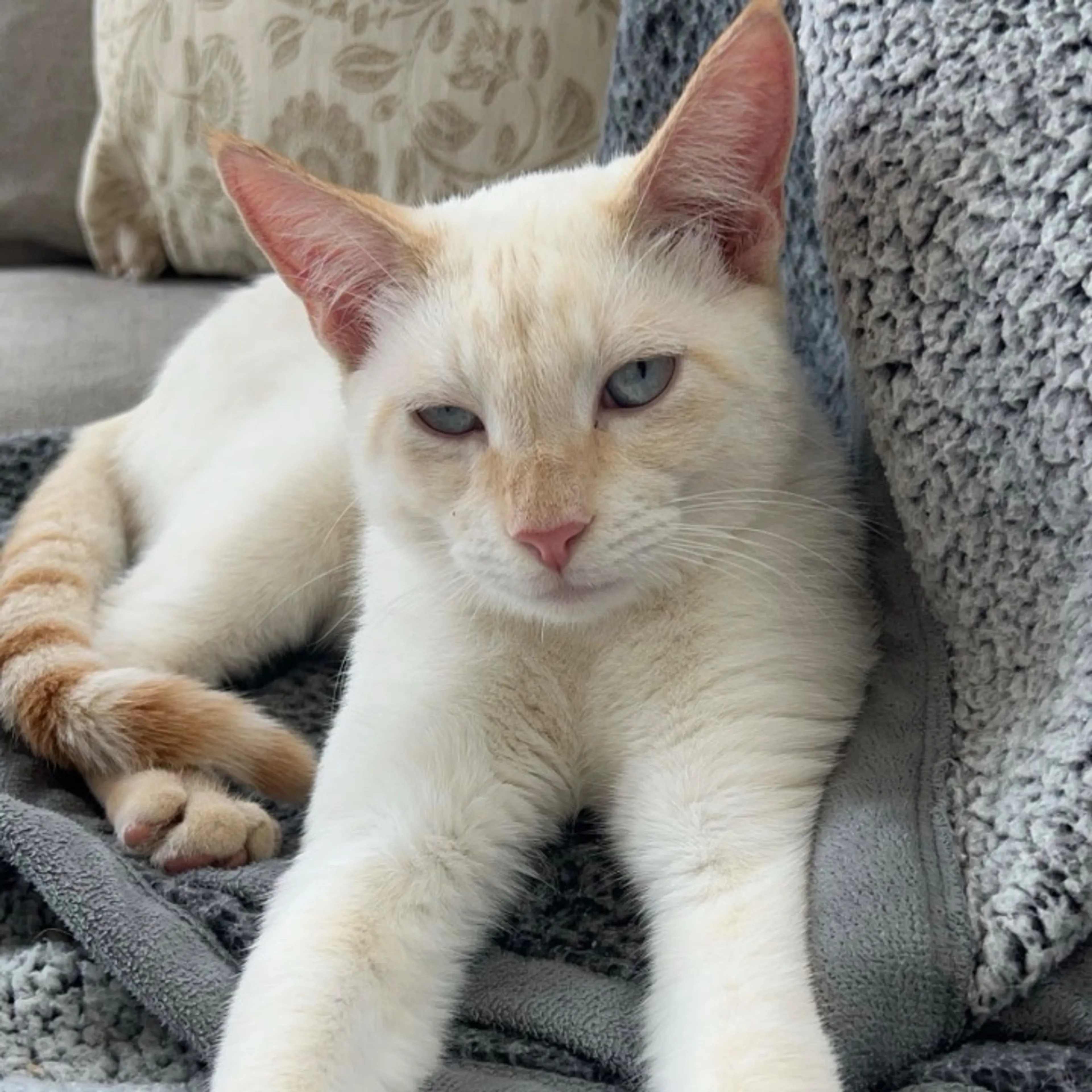 Lost pet