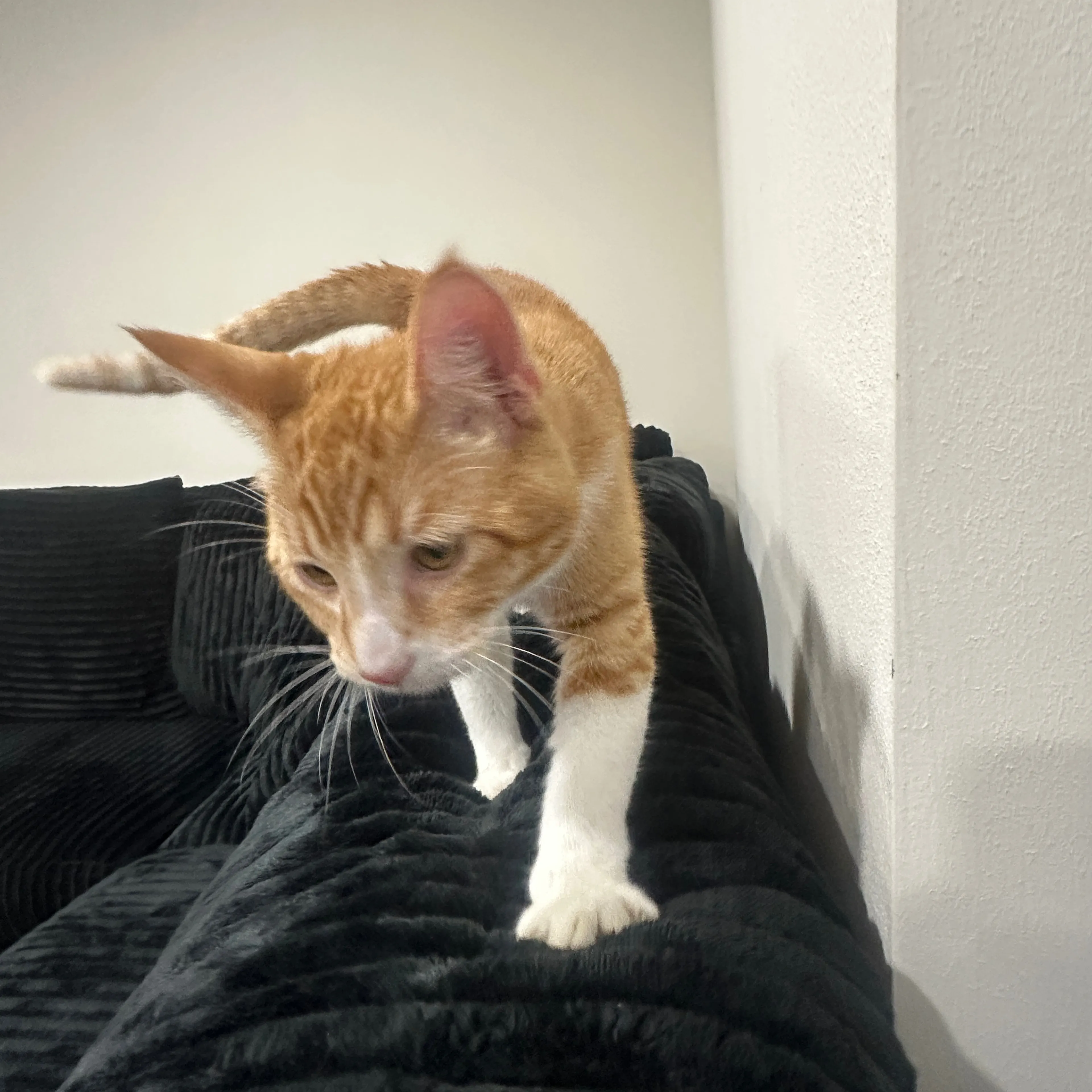 Lost pet-1