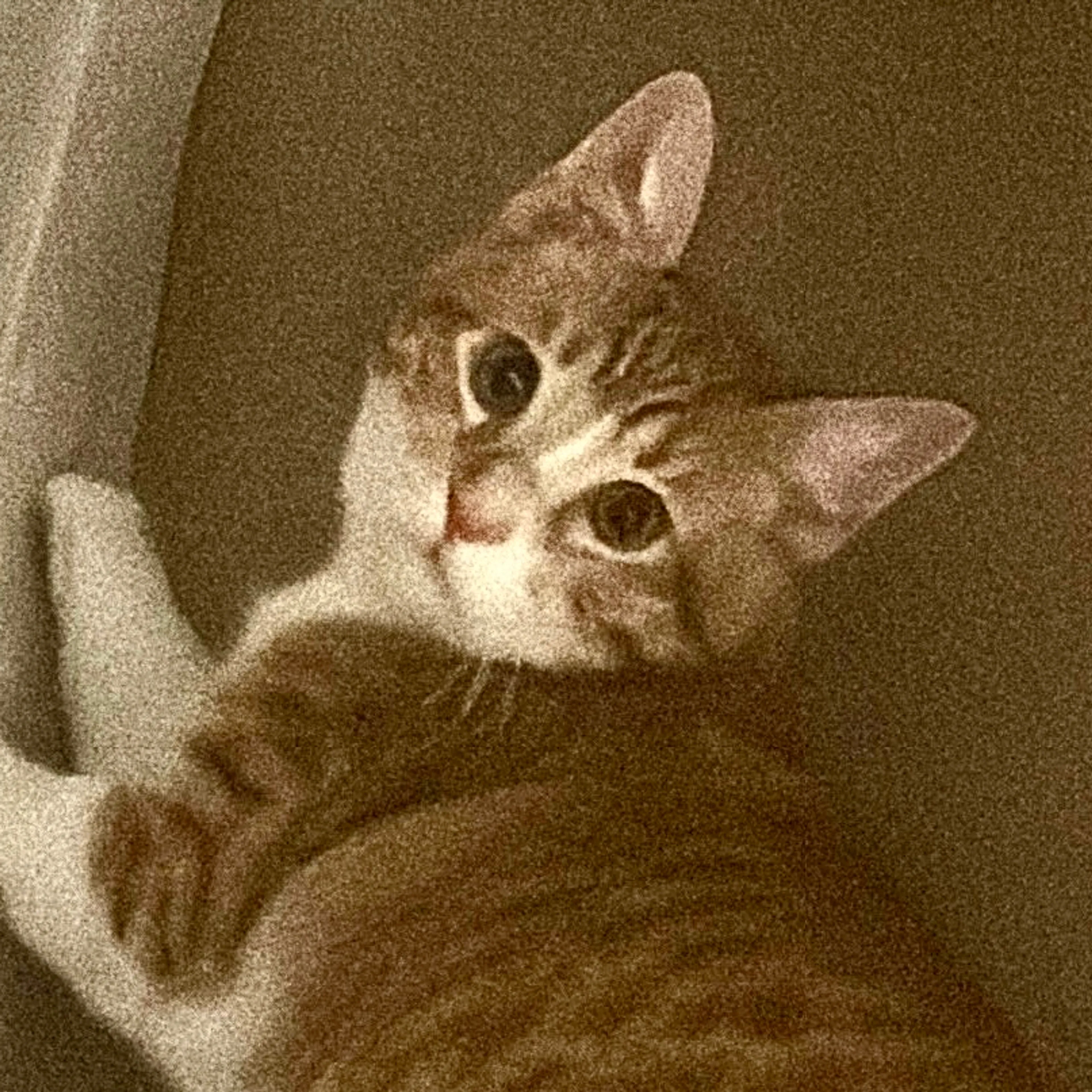 Lost pet-2