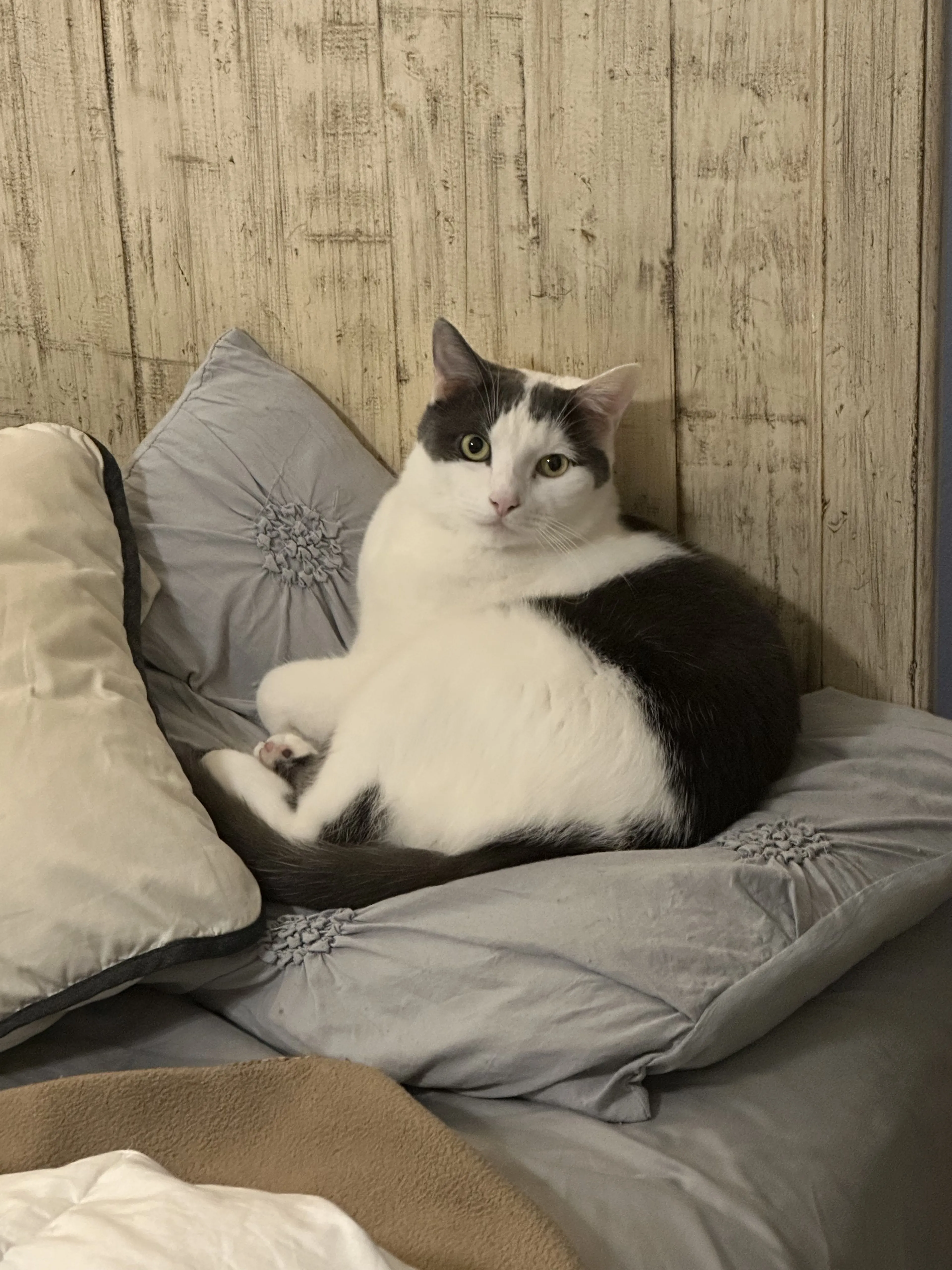 Lost pet-0