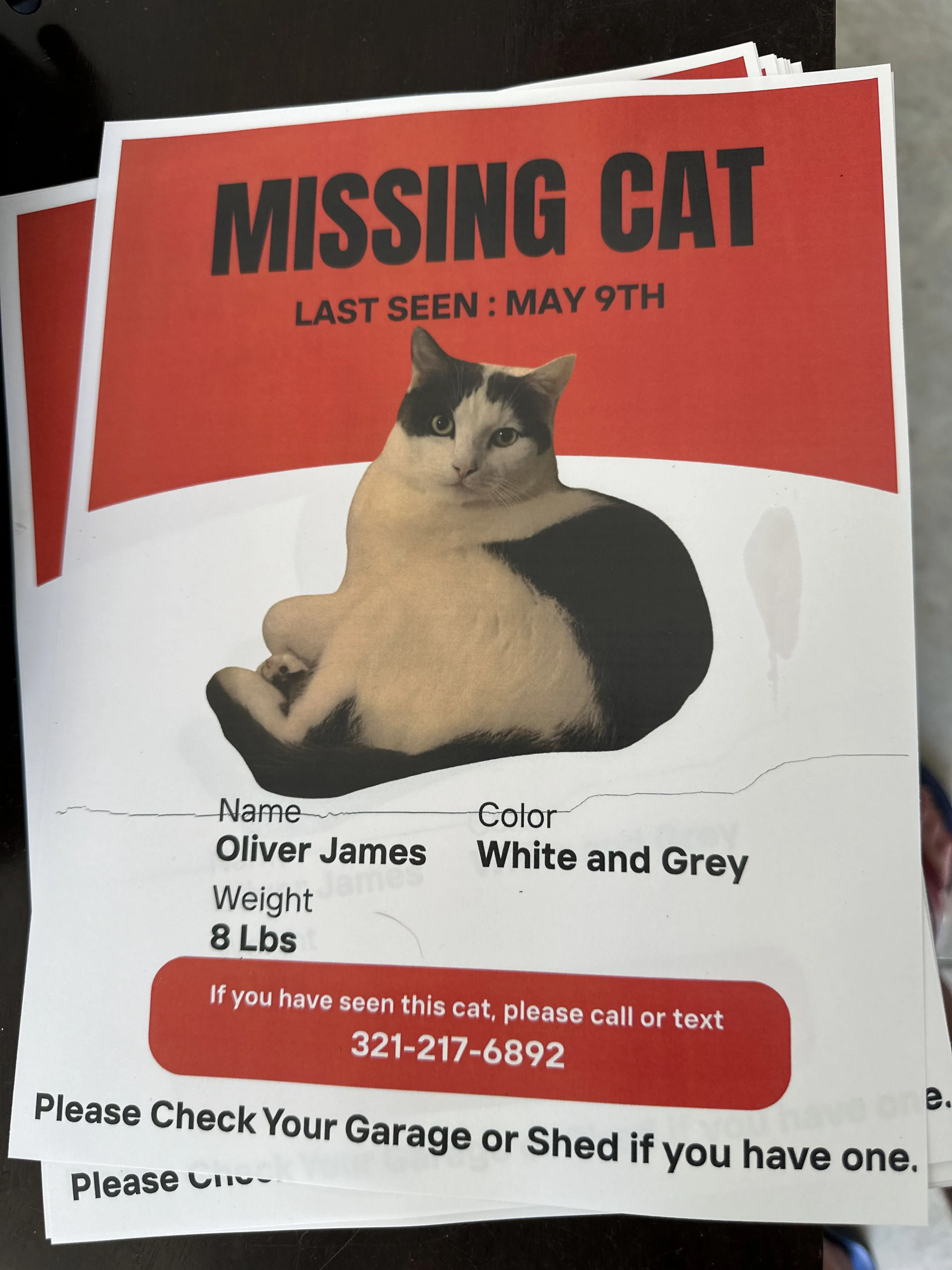 Lost pet-1