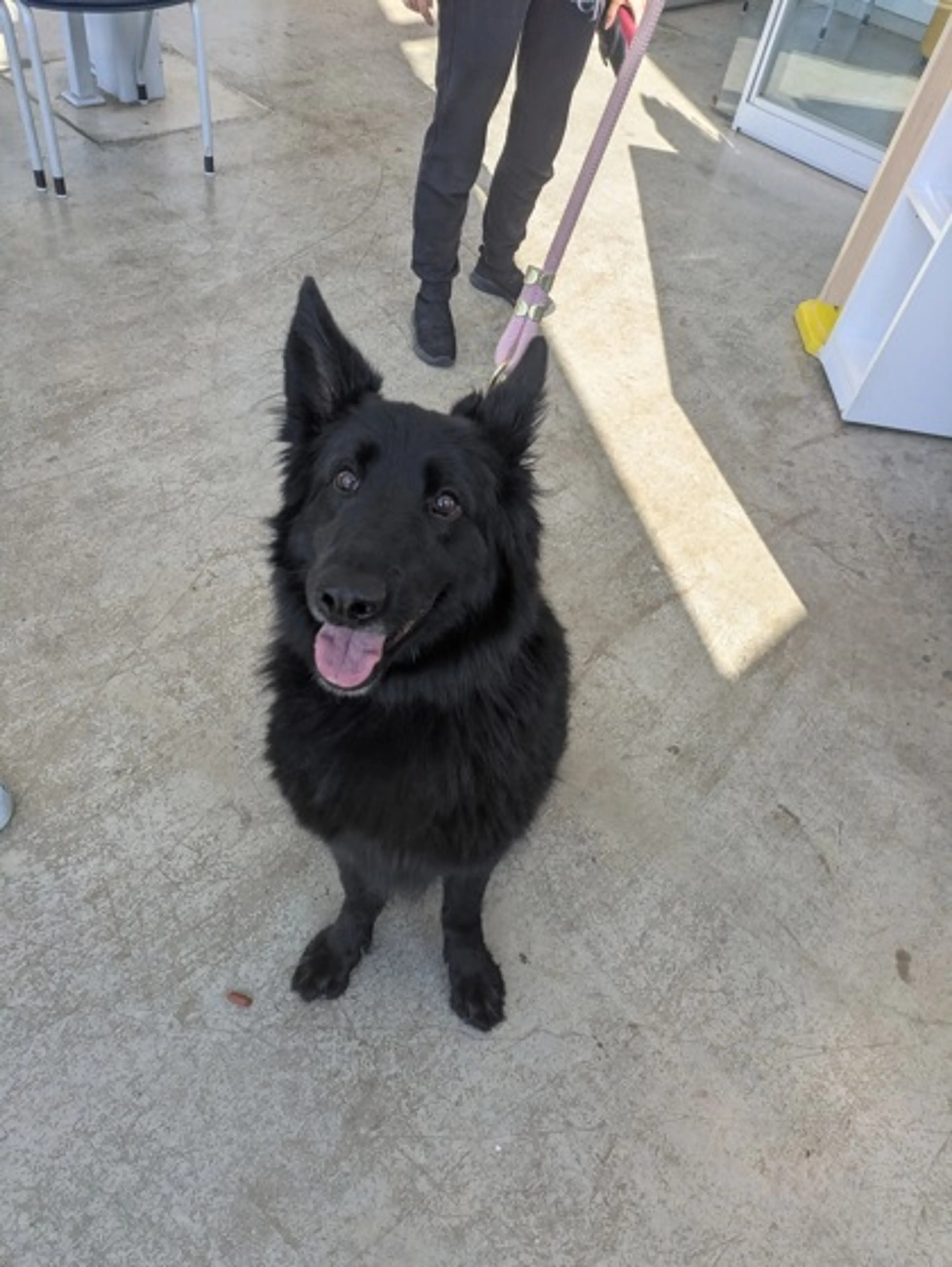 Found pet