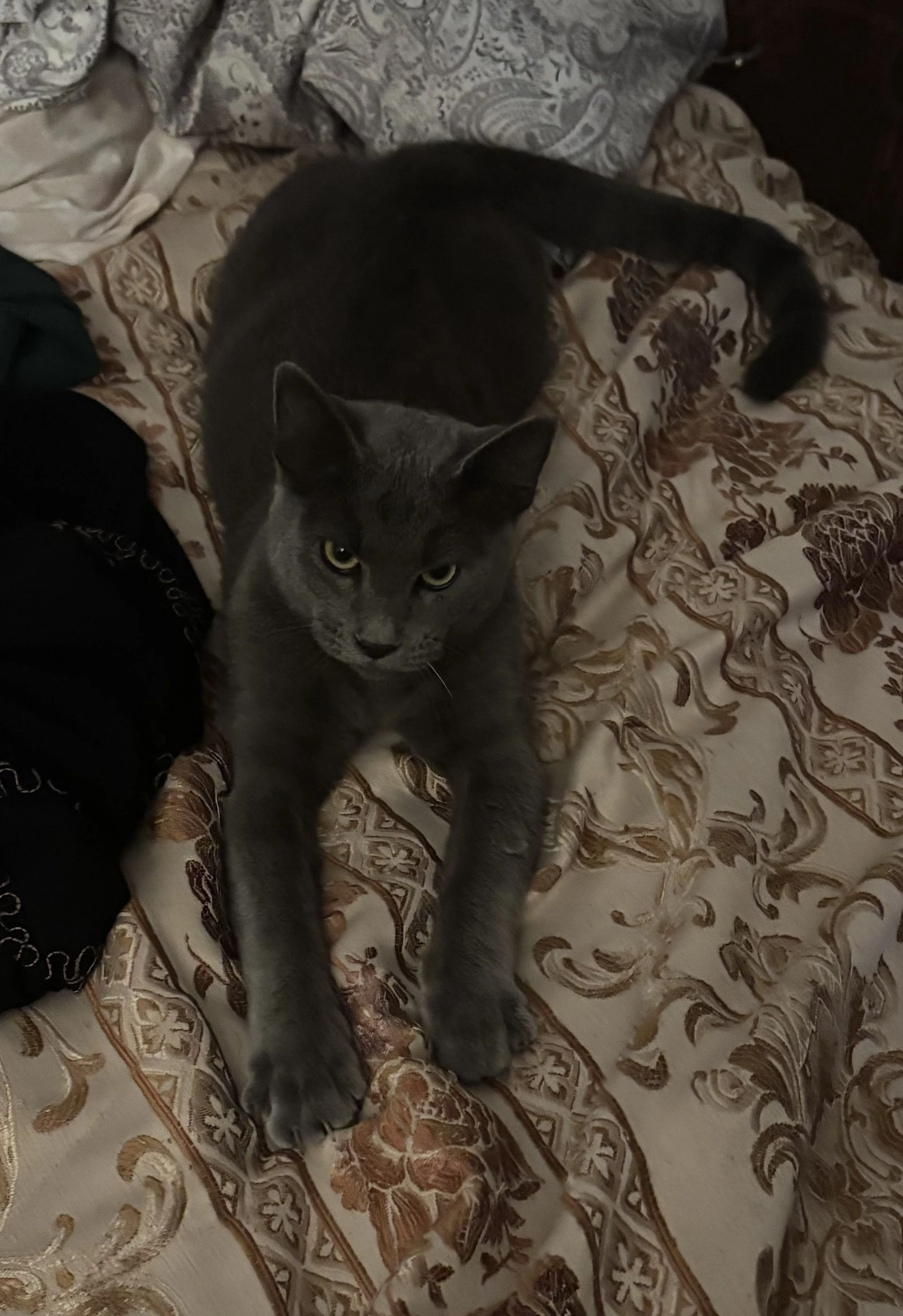 Lost pet