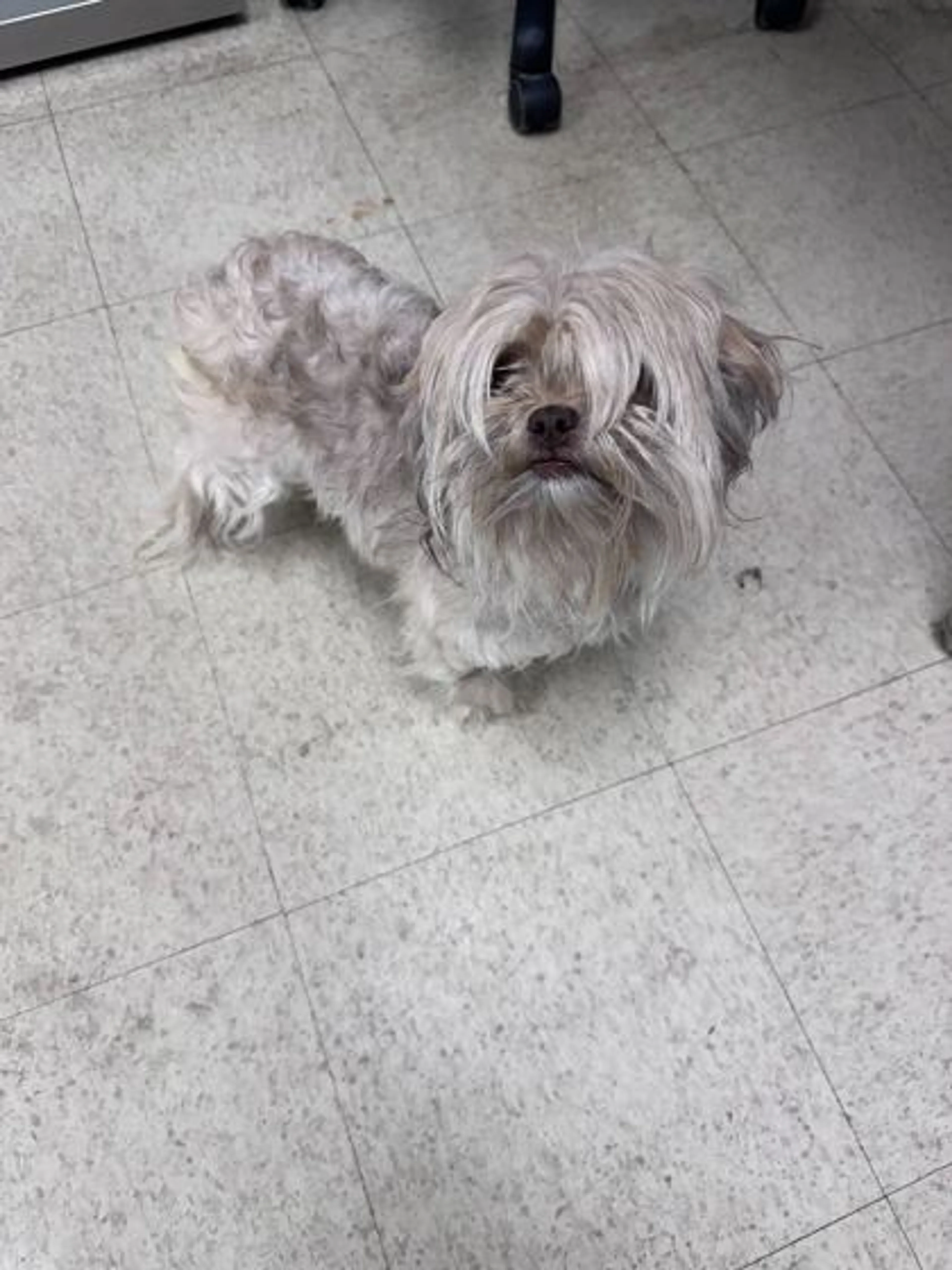 Found pet