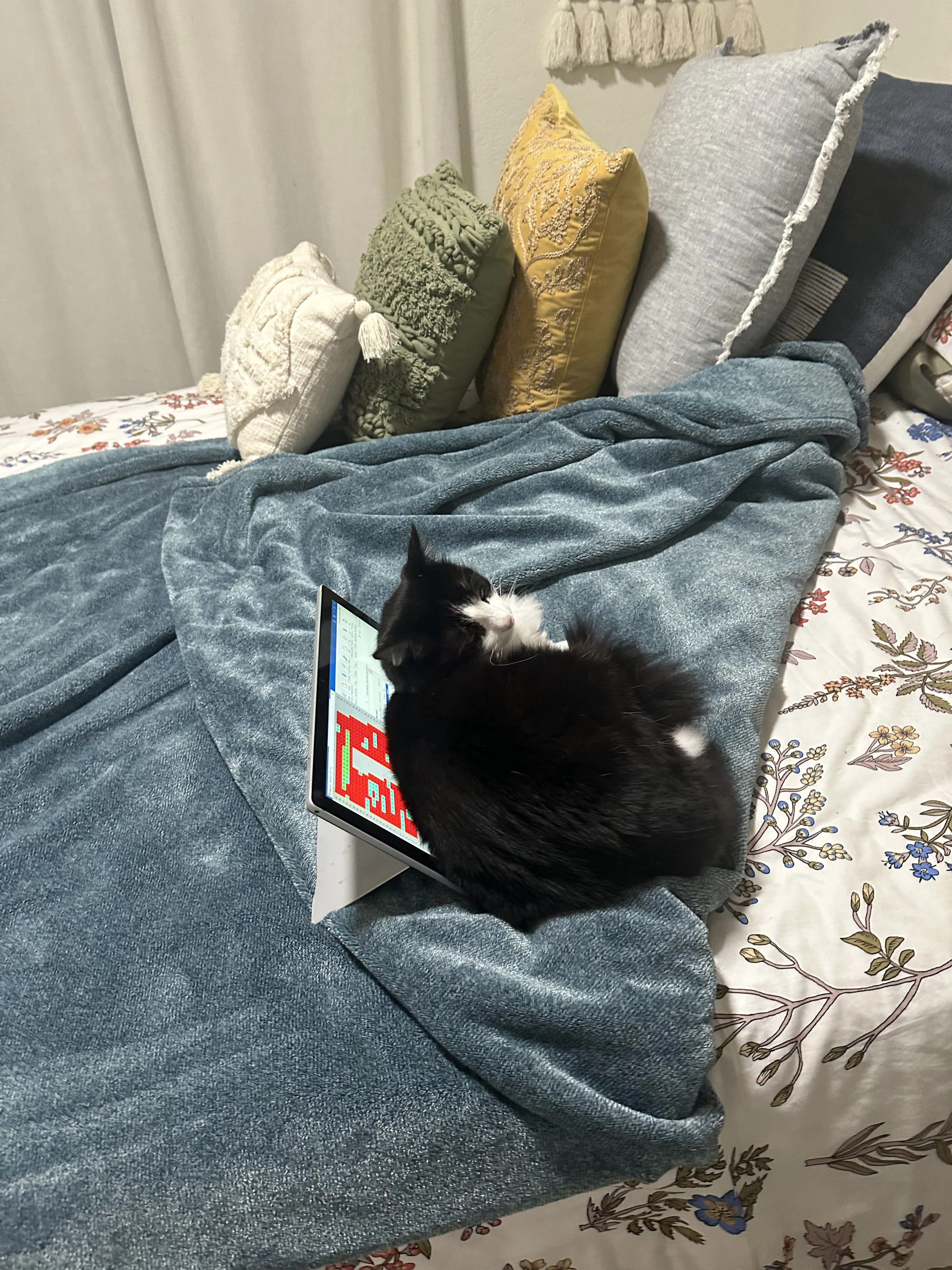 Lost pet-0